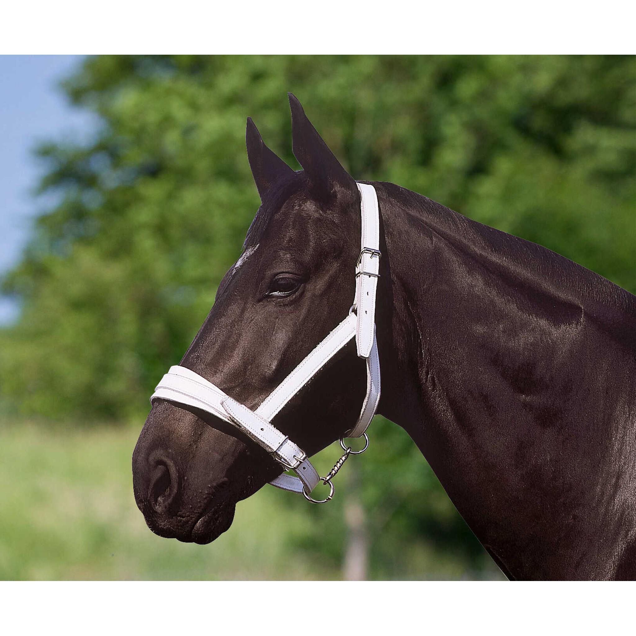 Draught horse headcollar Norton Club White 510320