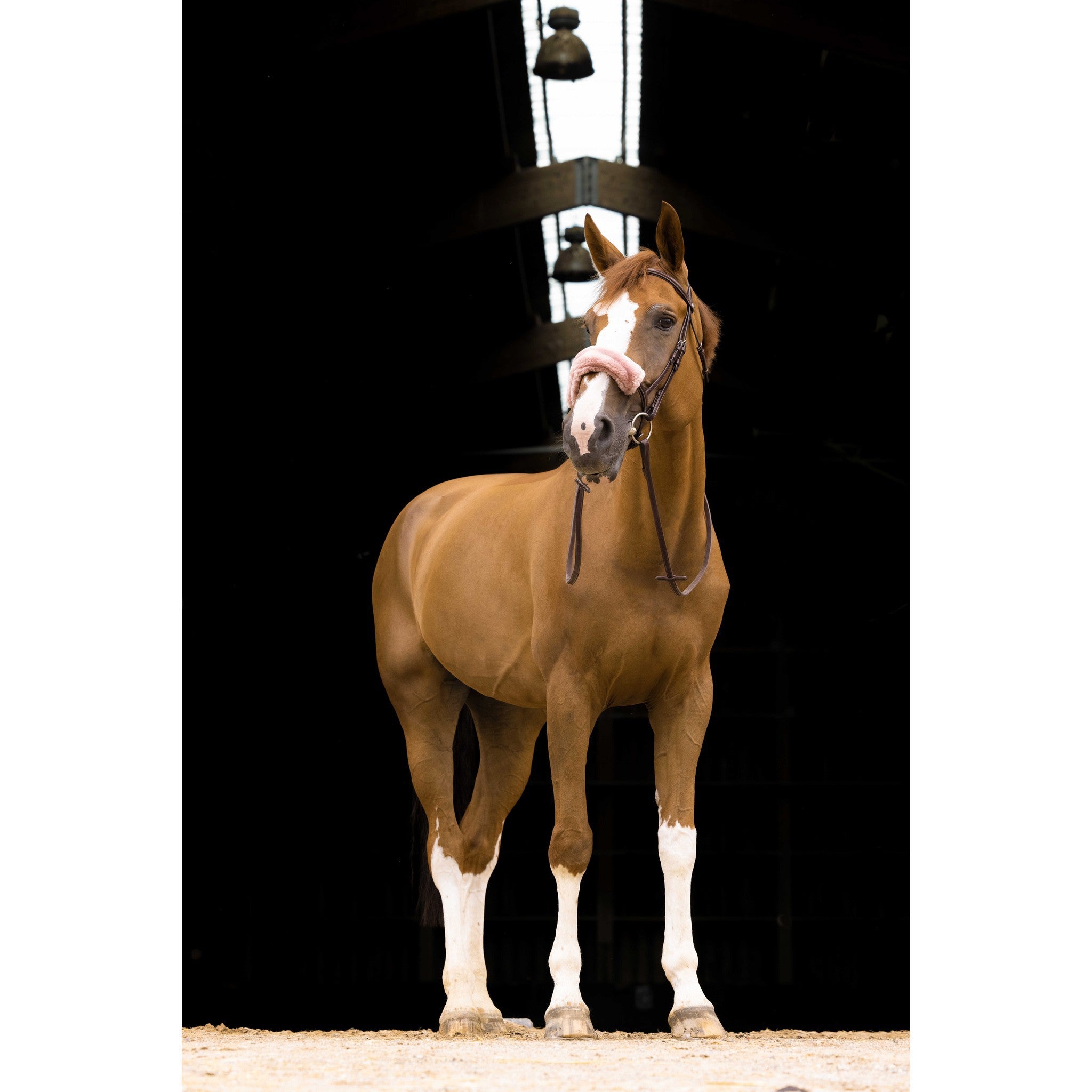 EQUITHÈME Teddy noseband sleeve Golden pink 207501313