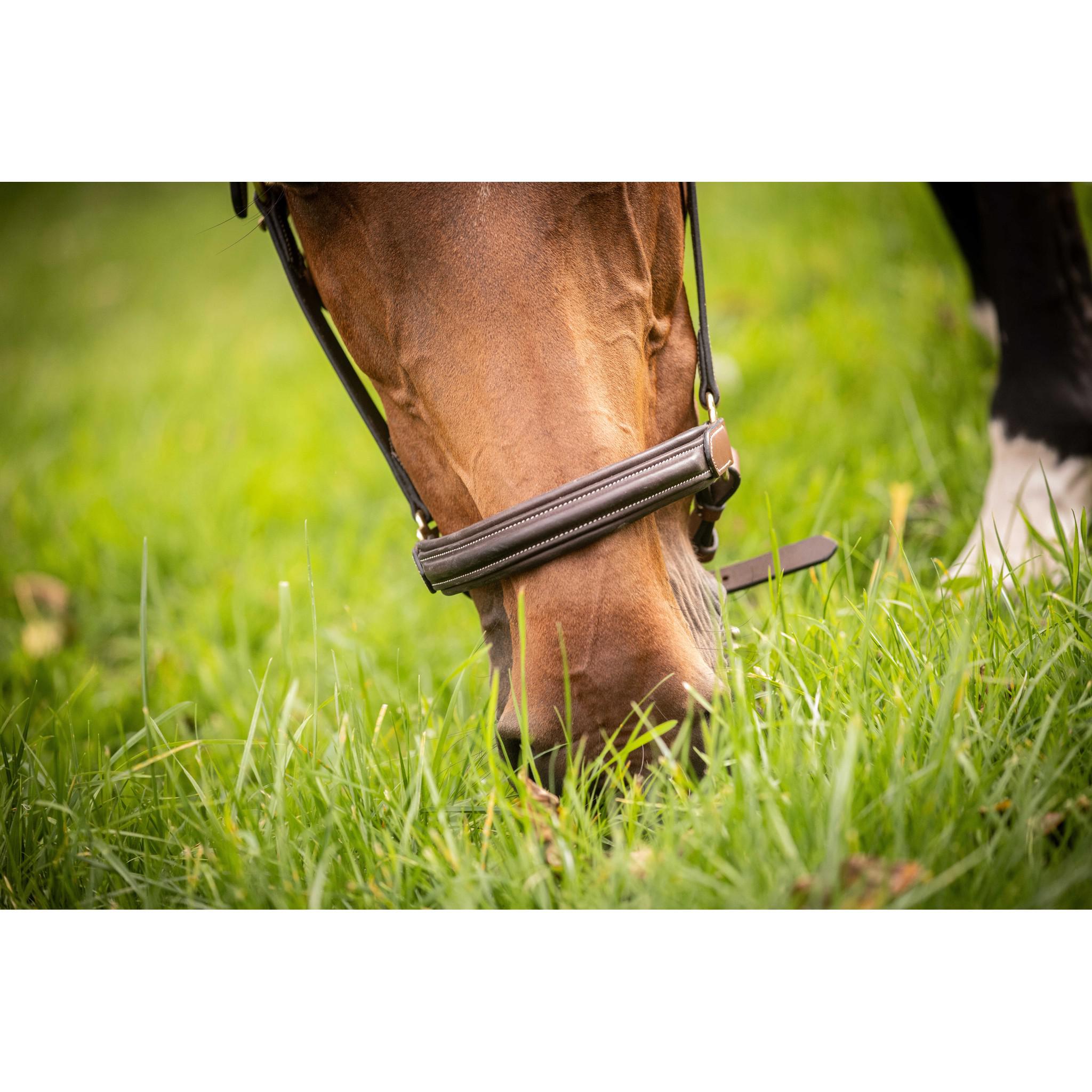 Paddock Sports 3-Snap Halter Havana 301614304