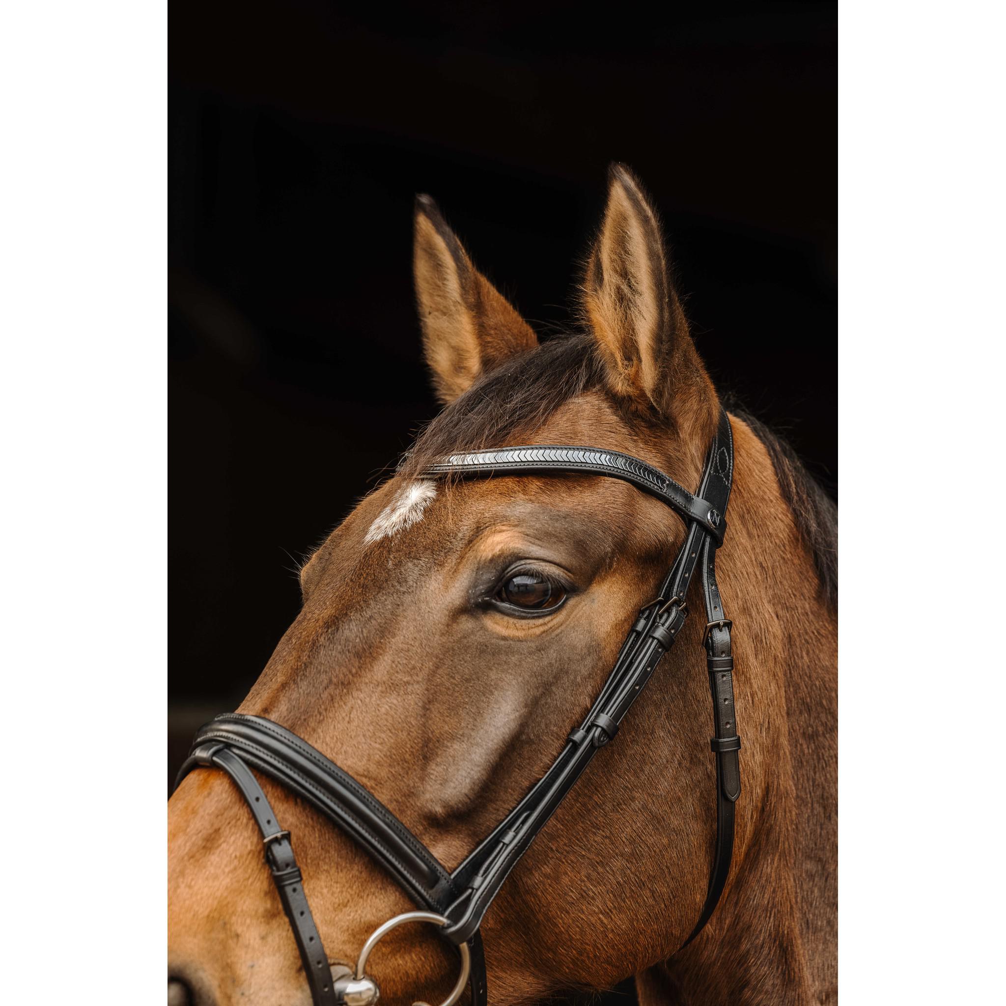 Norton Pro Galon Black Buckle Bridle Black 301896302