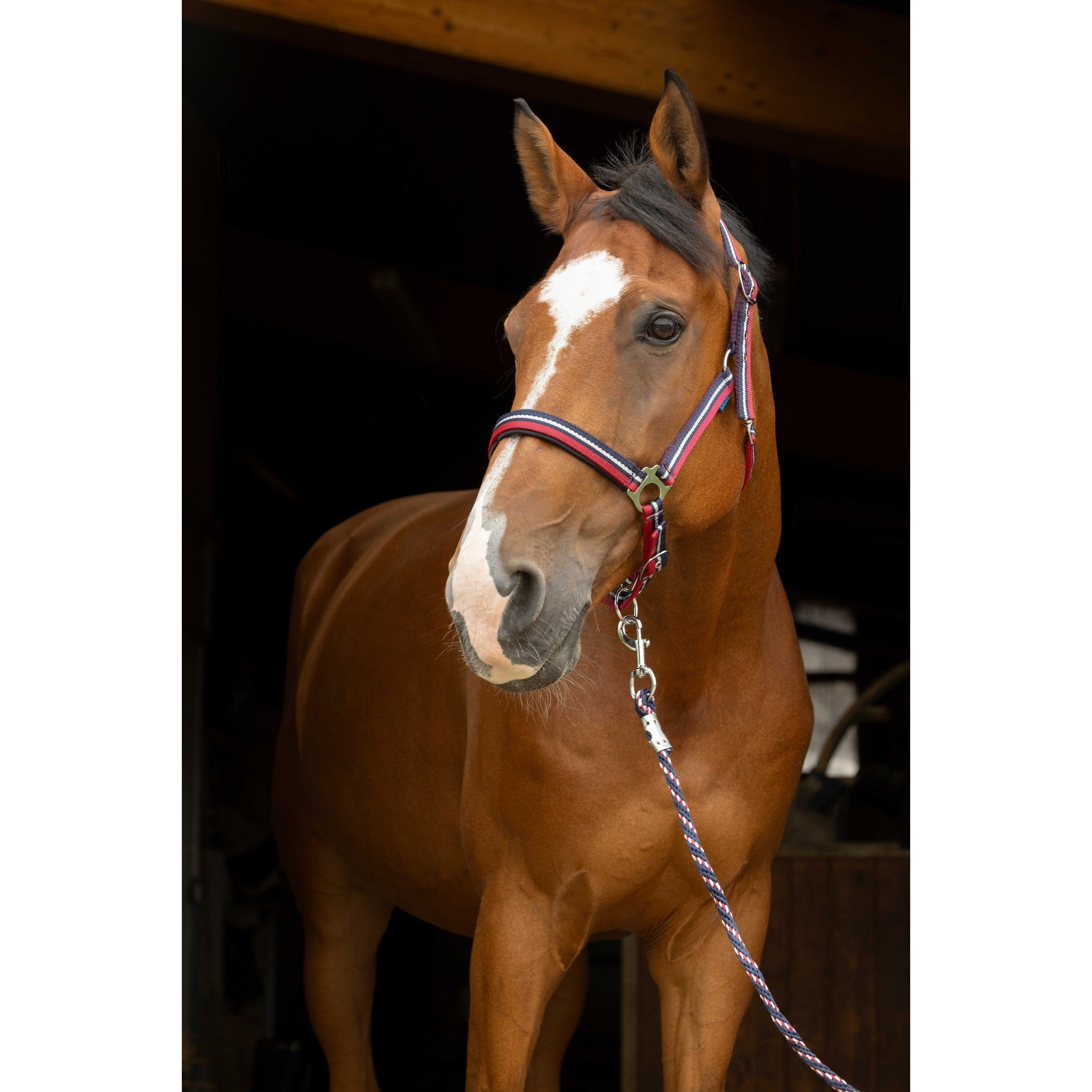 Norton Shining Halter + Lead Rope Red/navy blue 510609003