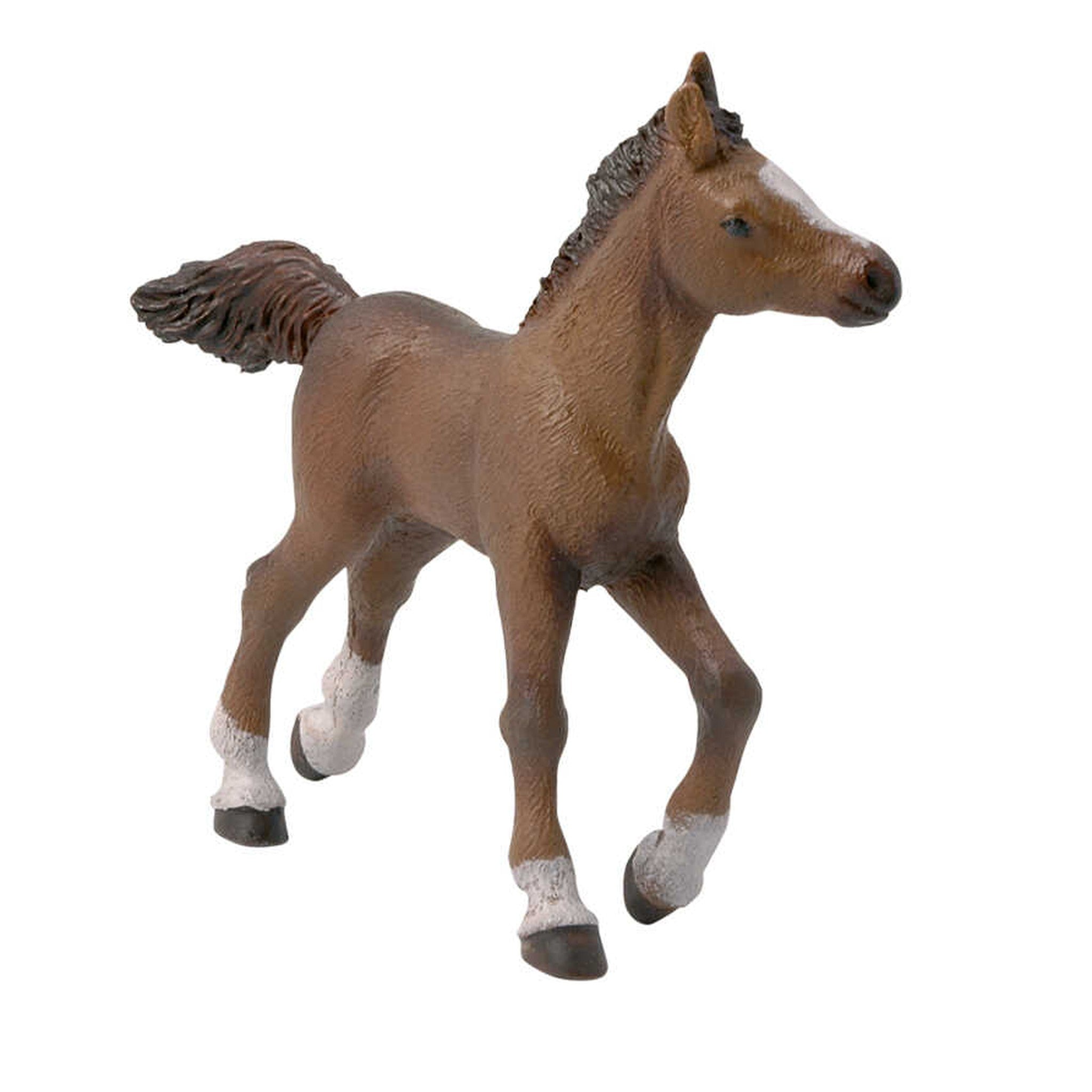 PAPO Anglo-Arab Foal - 905051076_packshot_1