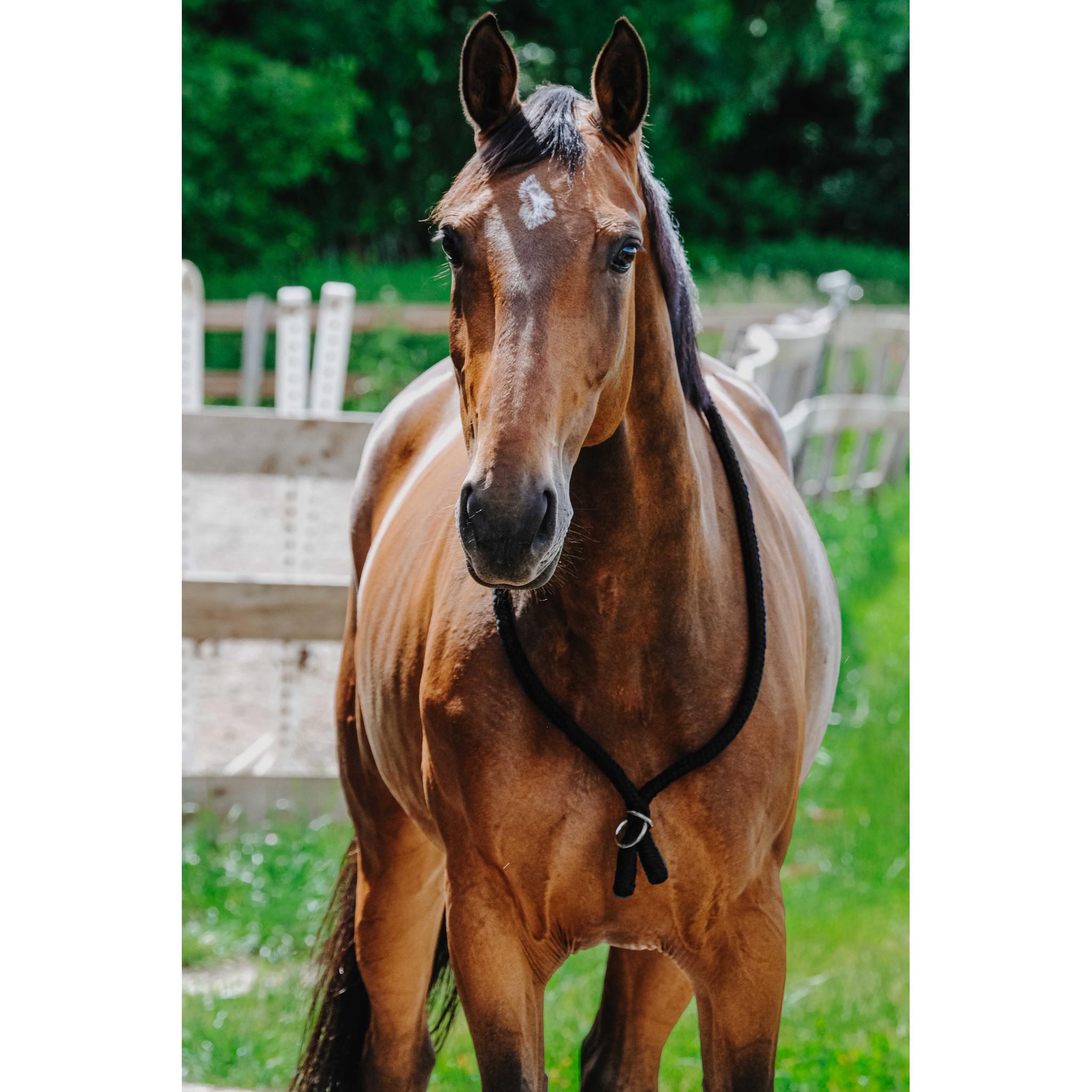 Norton Ethological Collar Black 520990002