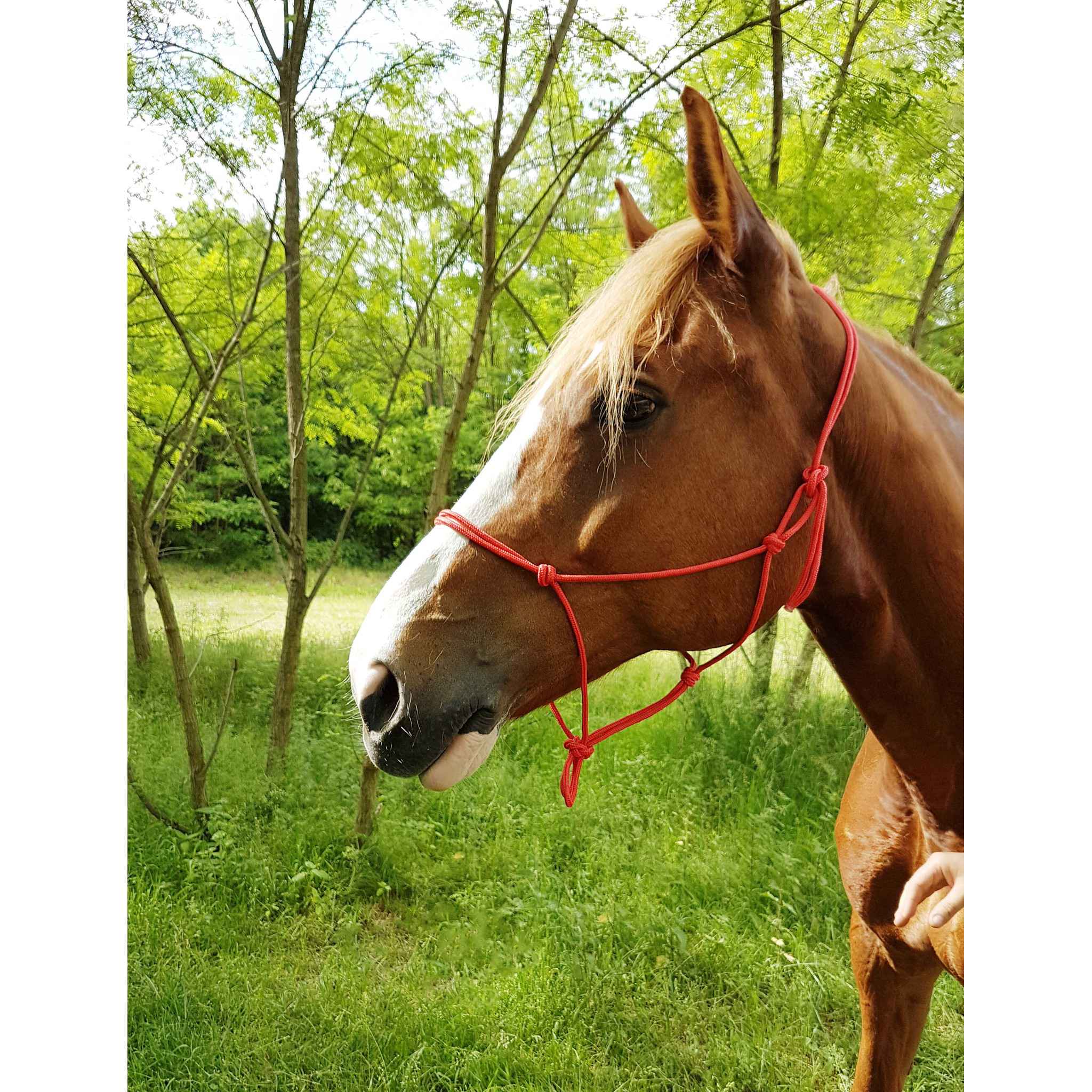 Riding World Fine Ethological halter Red 510148003