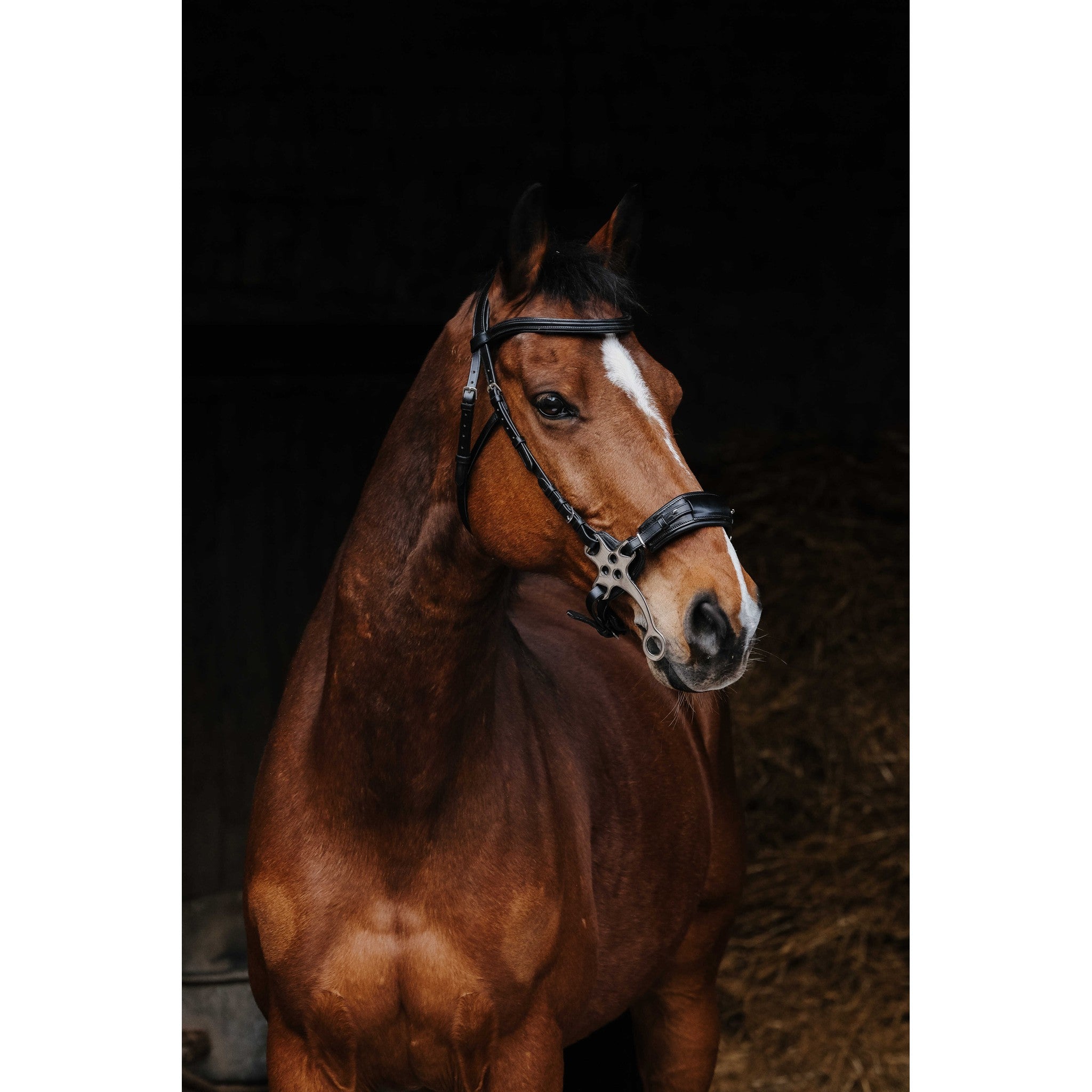Norton Pro Hackamore Bridle Black 301899302
