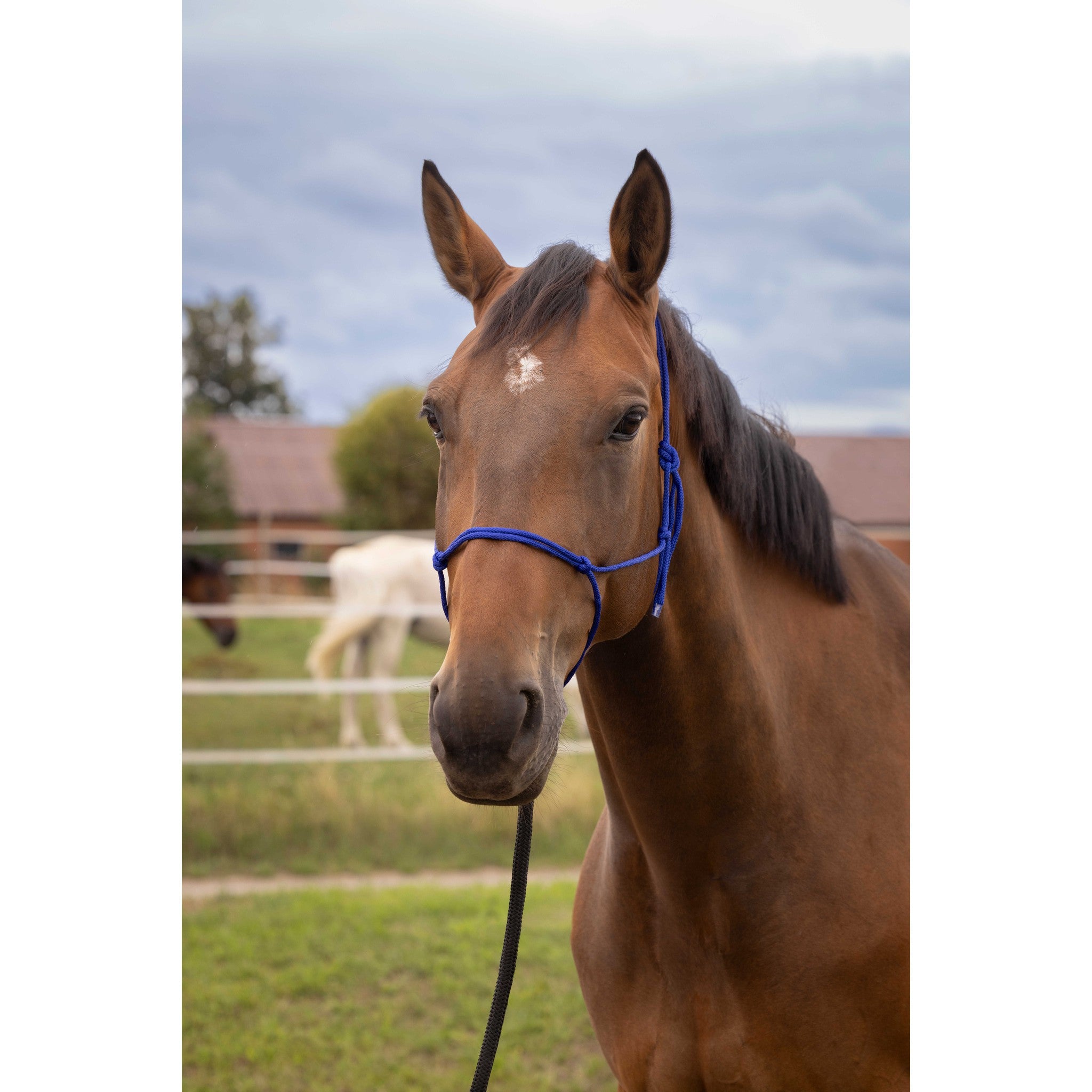 Norton Soft ethological halter Royal blue 510156006