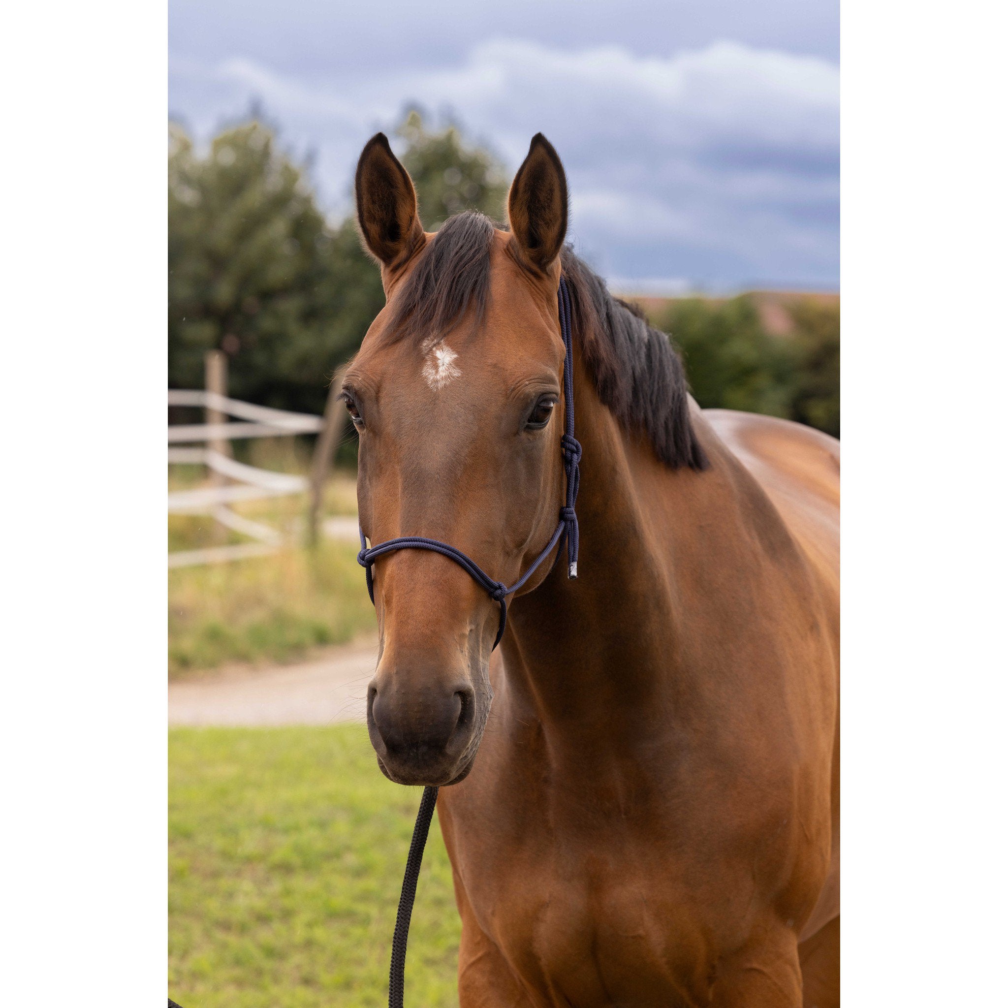 Norton Soft ethological halter Navy blue 510156007
