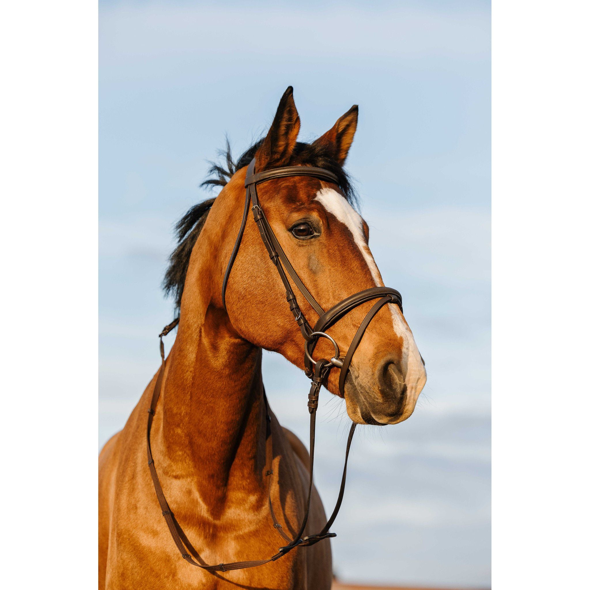 Riding World Bridle with a combined noseband Havana 301009318
