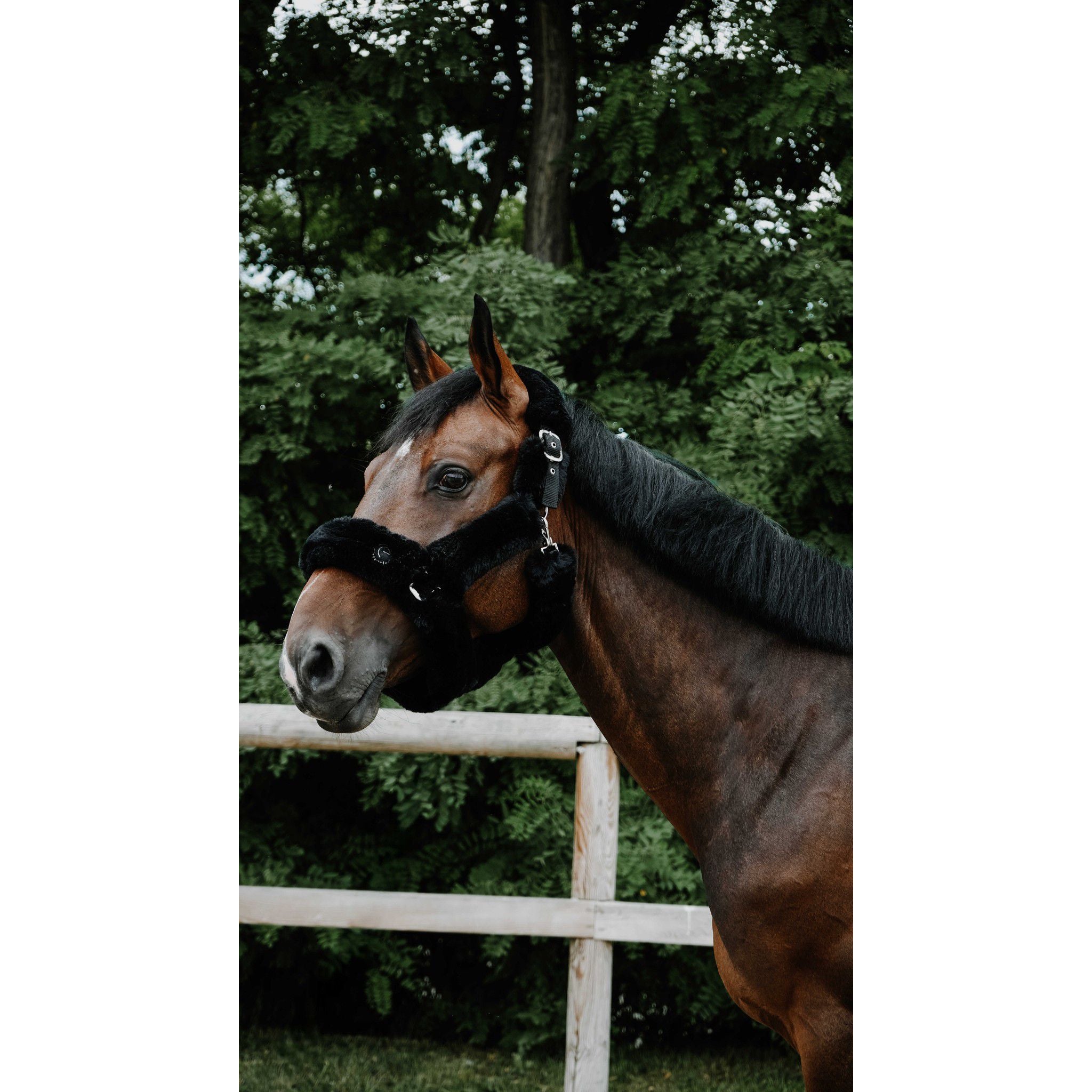 Je t'aime EQUITHÈME Snuggy Halter Black 510274302
