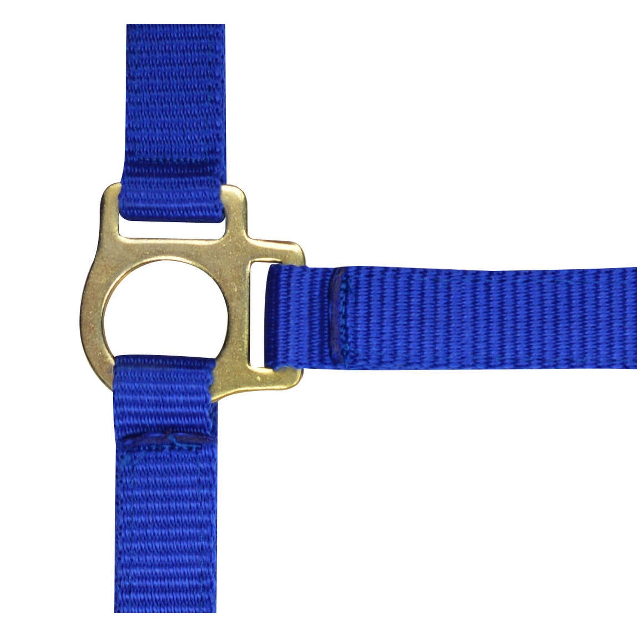 Norton Nylon halter foal Royal blue 510038006