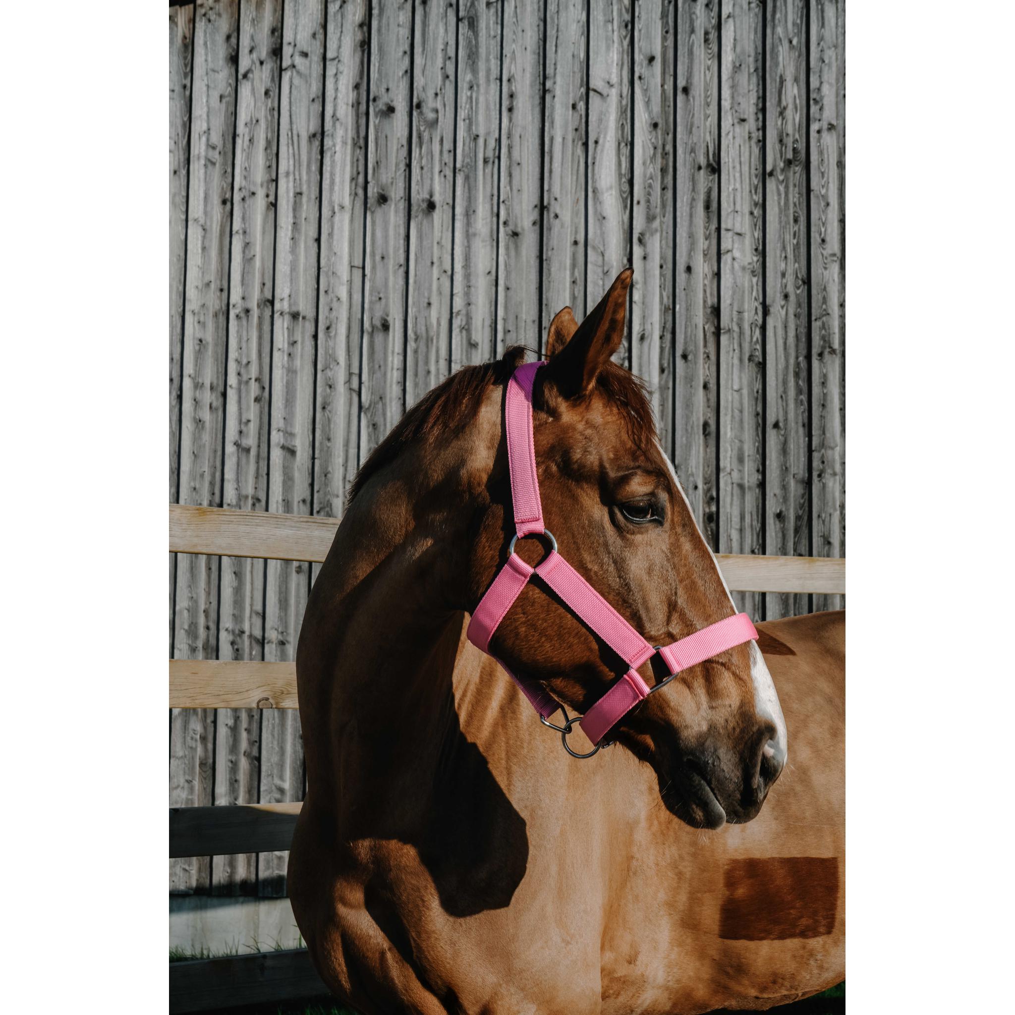 NORTON Halter - Extra Pink - 510342313_ambi_2