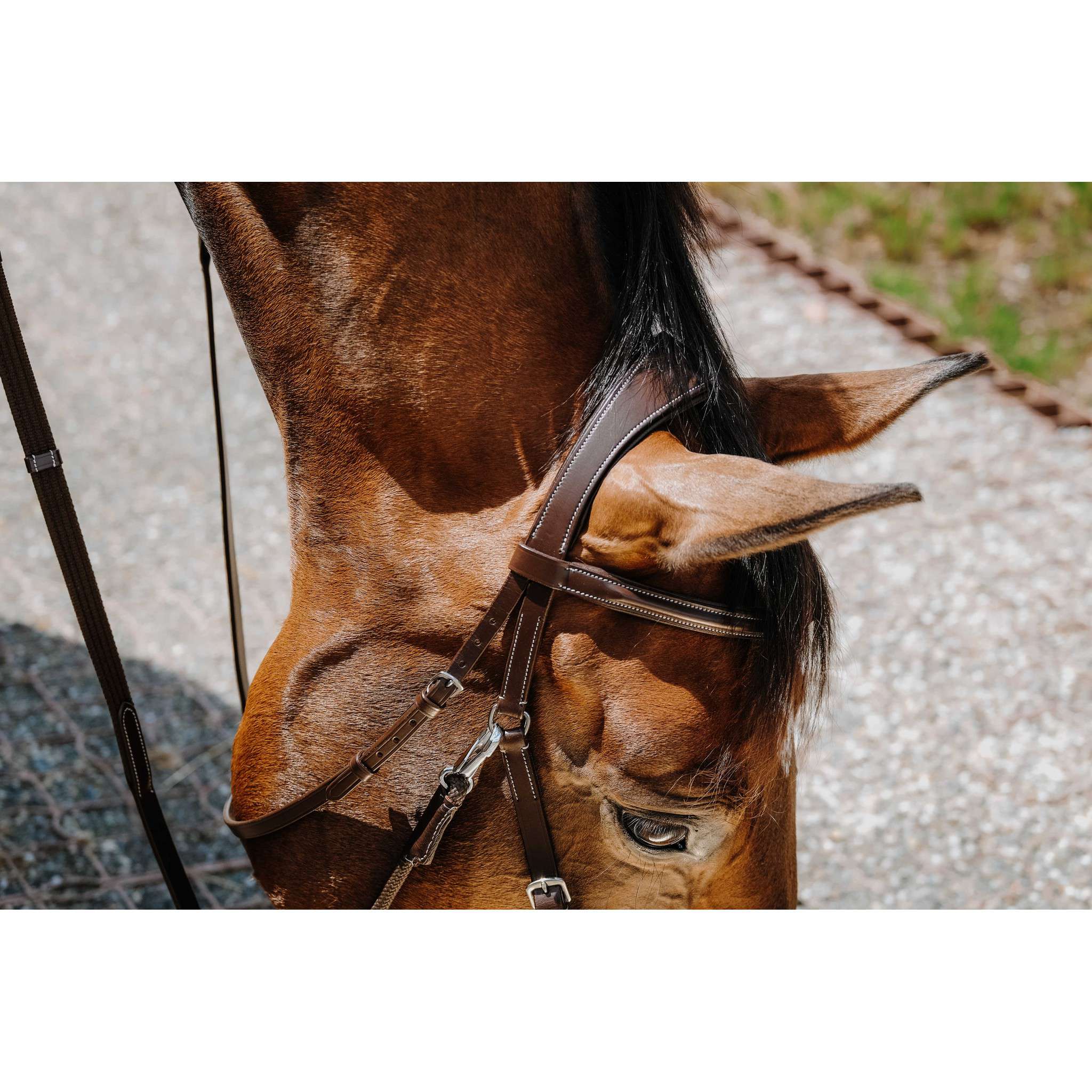 Norton Bitless Bridle Havana 301803318