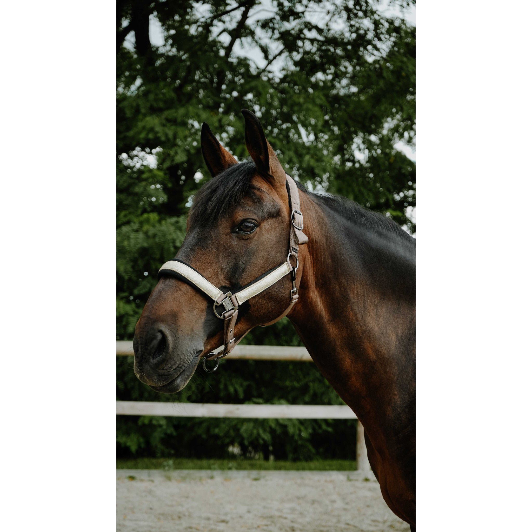 EQUITHÈME Halter - Glowy Beige/golden 510273351