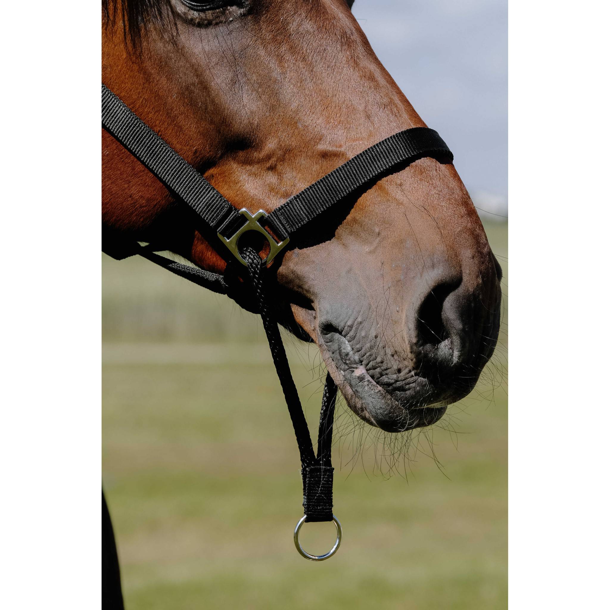 Norton Educative Halter Black 510262302