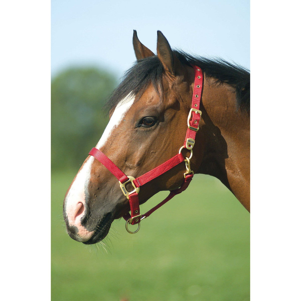 EQUITHÈME Nylon Halter - Red - 510100003_ambi_1