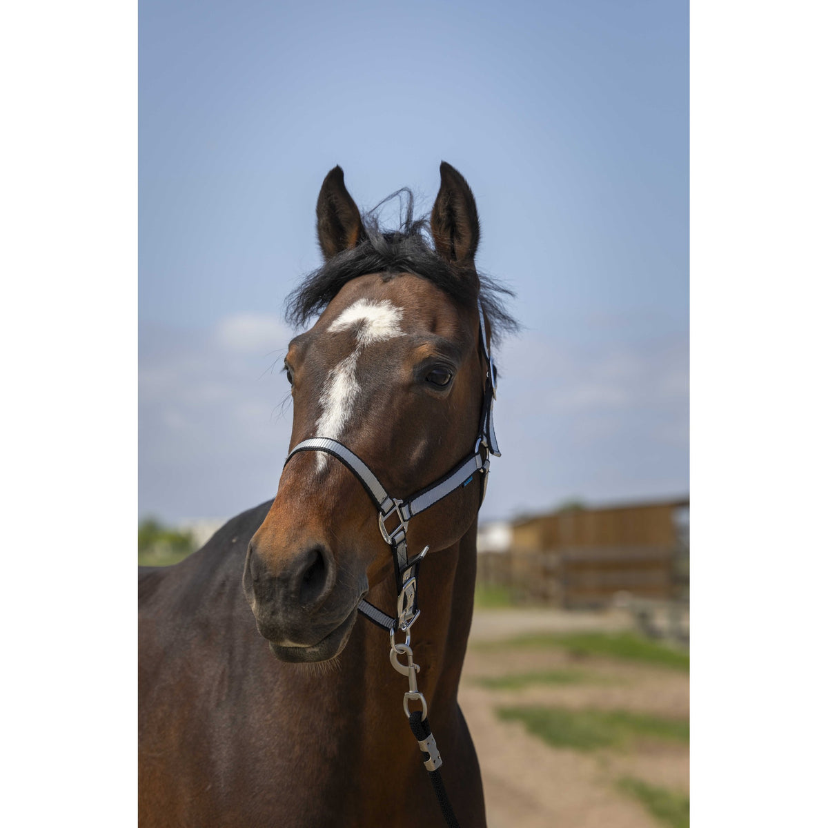 Norton Nylon Soft Halter - Black - 510244302_ambi_1