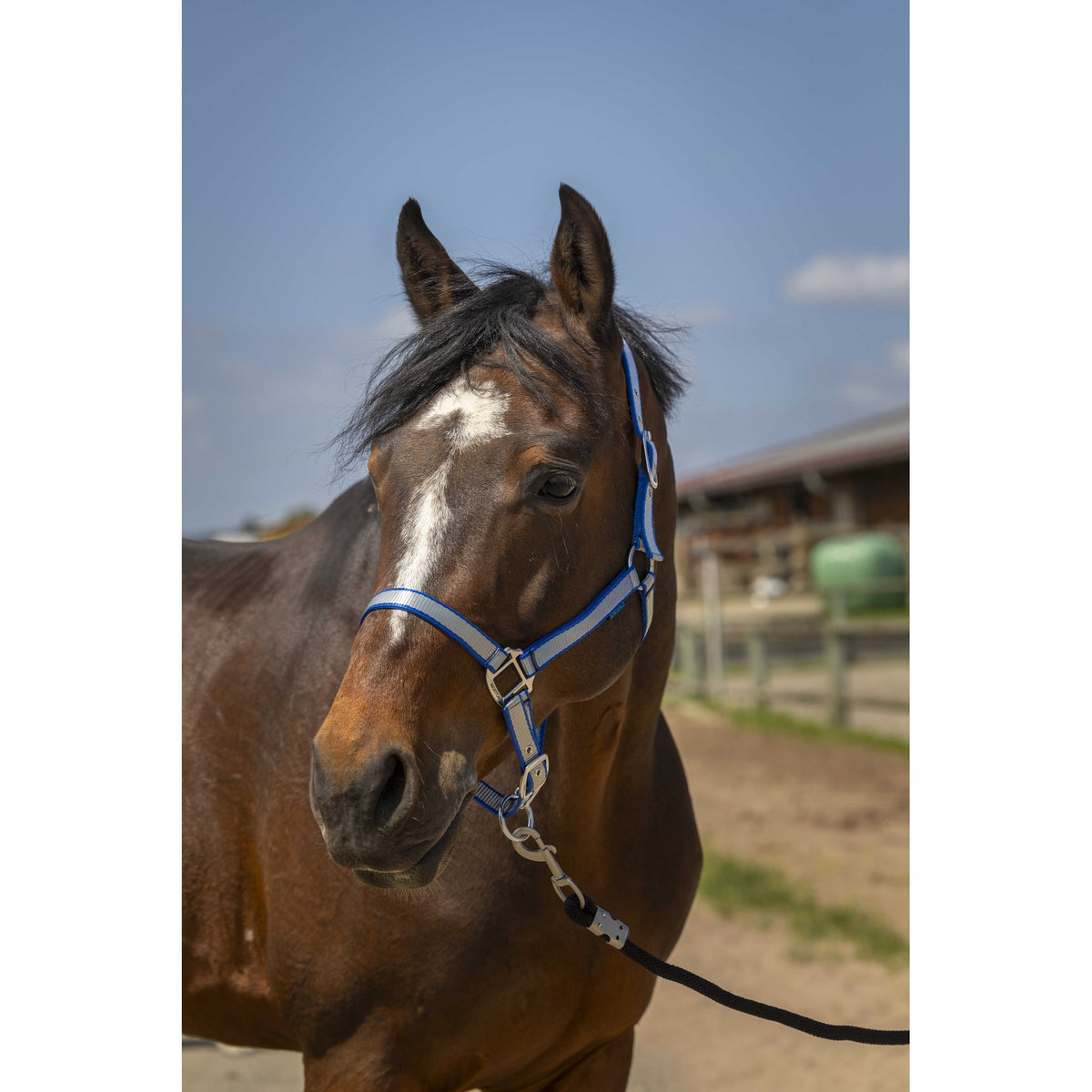 Norton Nylon Soft Halter - Royal blue - 510244306_ambi_1