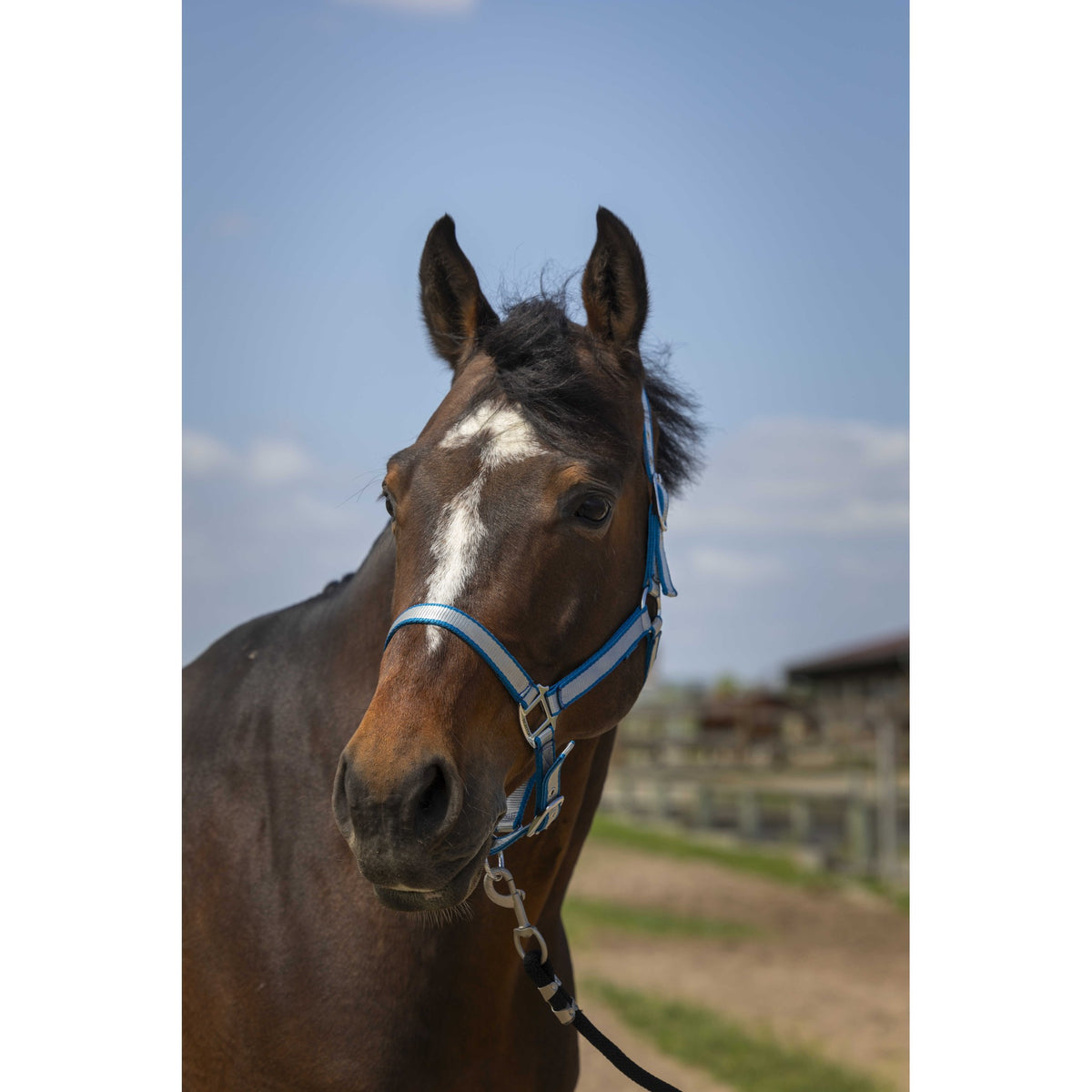 Norton Nylon Soft Halter - Turquoise - 510244317_ambi_2