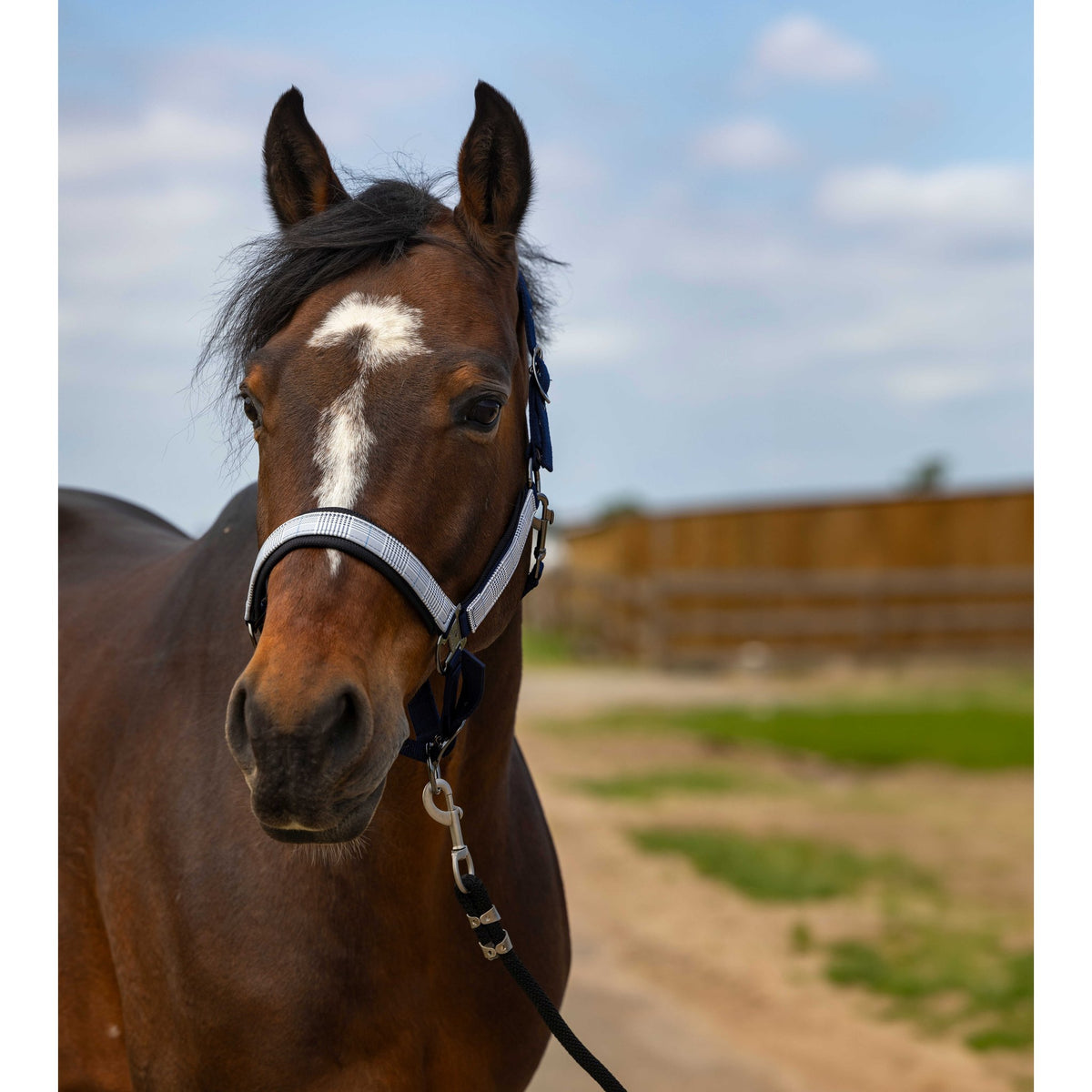 EQUITHÈME Check Halter - Navy blue/black - 510251327_ambi_2