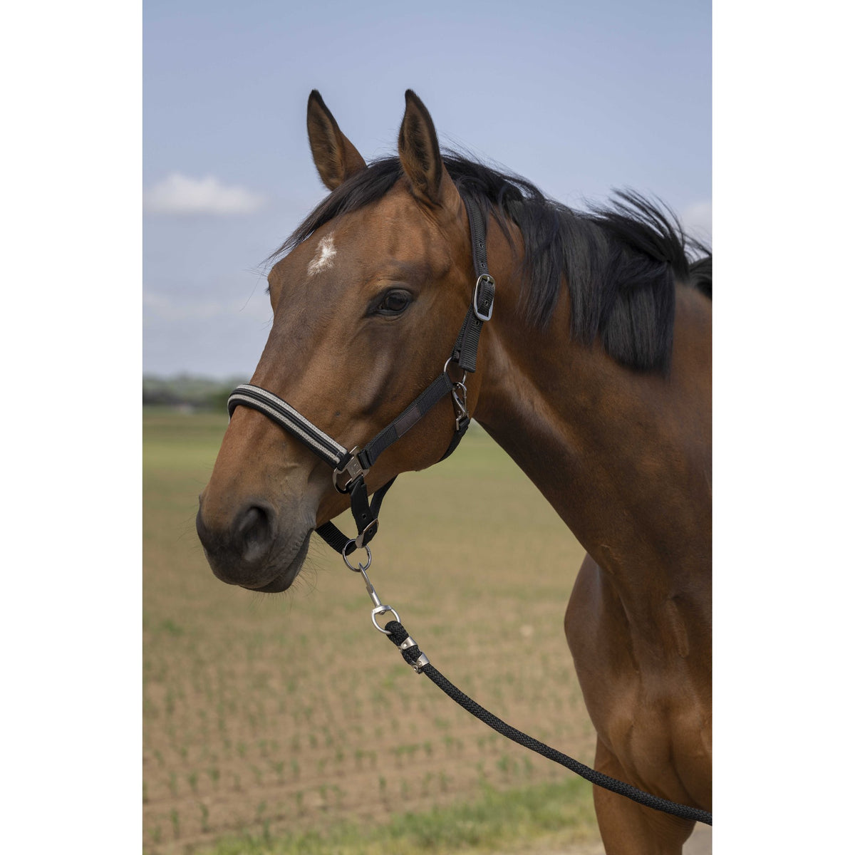 EQUITHÈME Chevron Halter - Black - 510254002_ambi_1