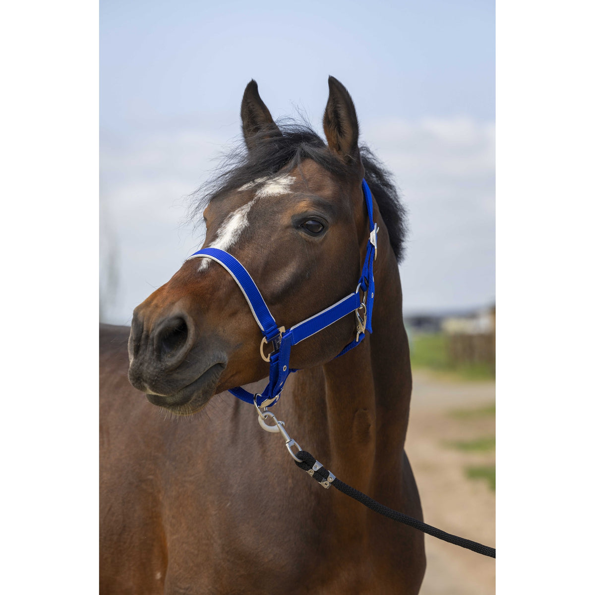 EQUITHÈME Light Halter - Royal blue - 510255306_ambi_1