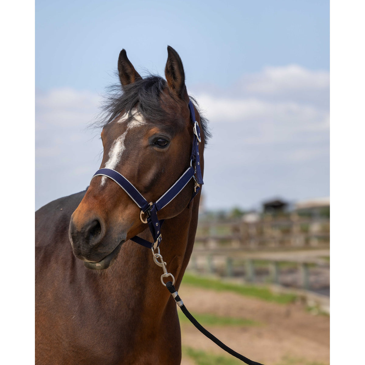 EQUITHÈME Light Halter - Navy blue - 510255307_ambi_2