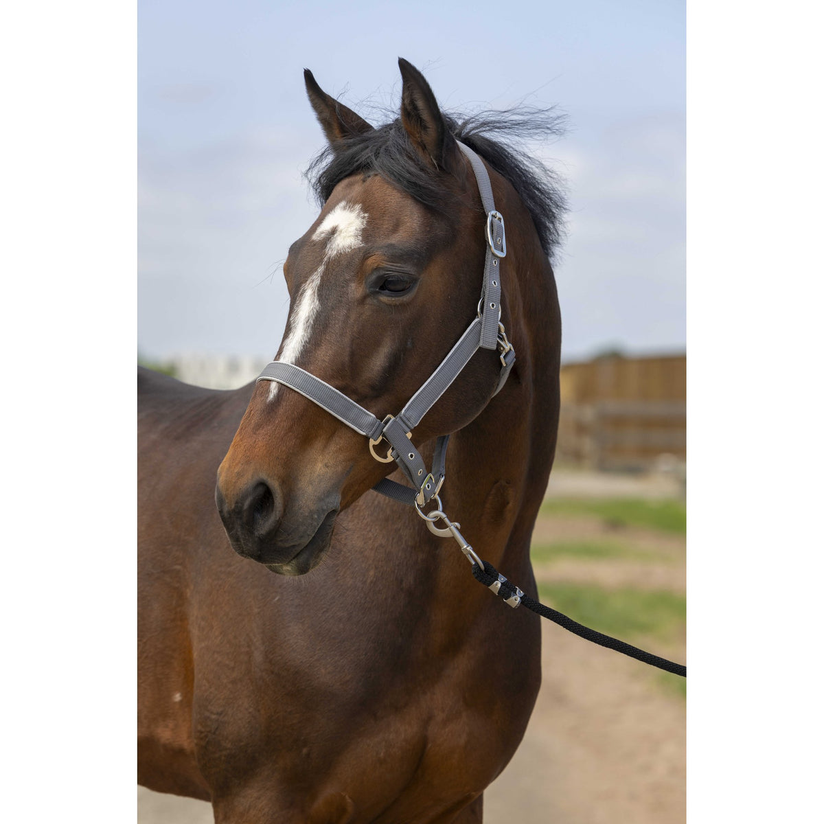 EQUITHÈME Light Halter - Grey - 510255311_ambi_1
