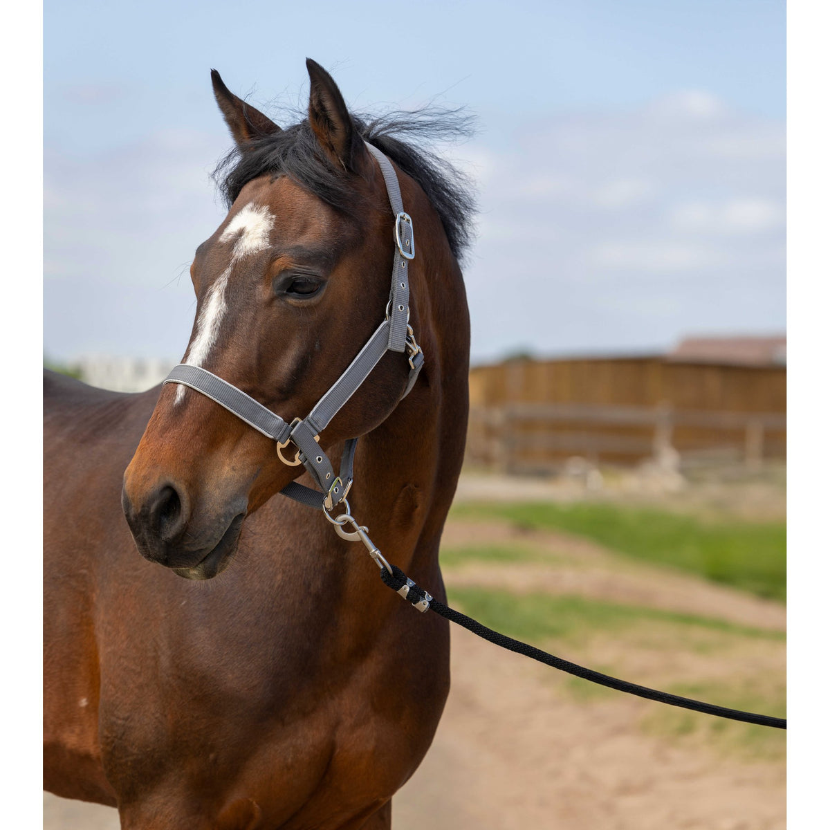 EQUITHÈME Light Halter - Grey - 510255311_ambi_2