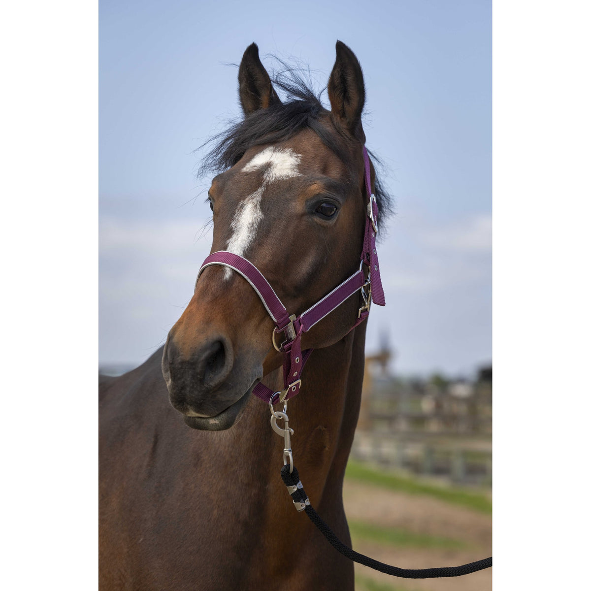 EQUITHÈME Light Halter - Burgundy - 510255333_ambi_1