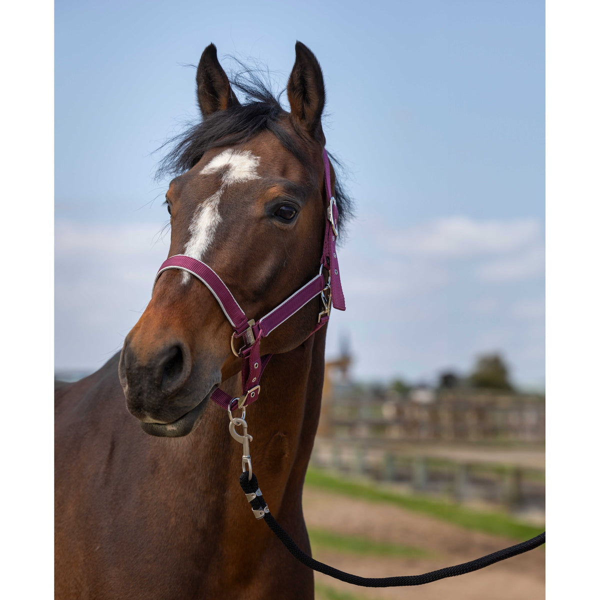 EQUITHÈME Light Halter - Burgundy - 510255333_ambi_2