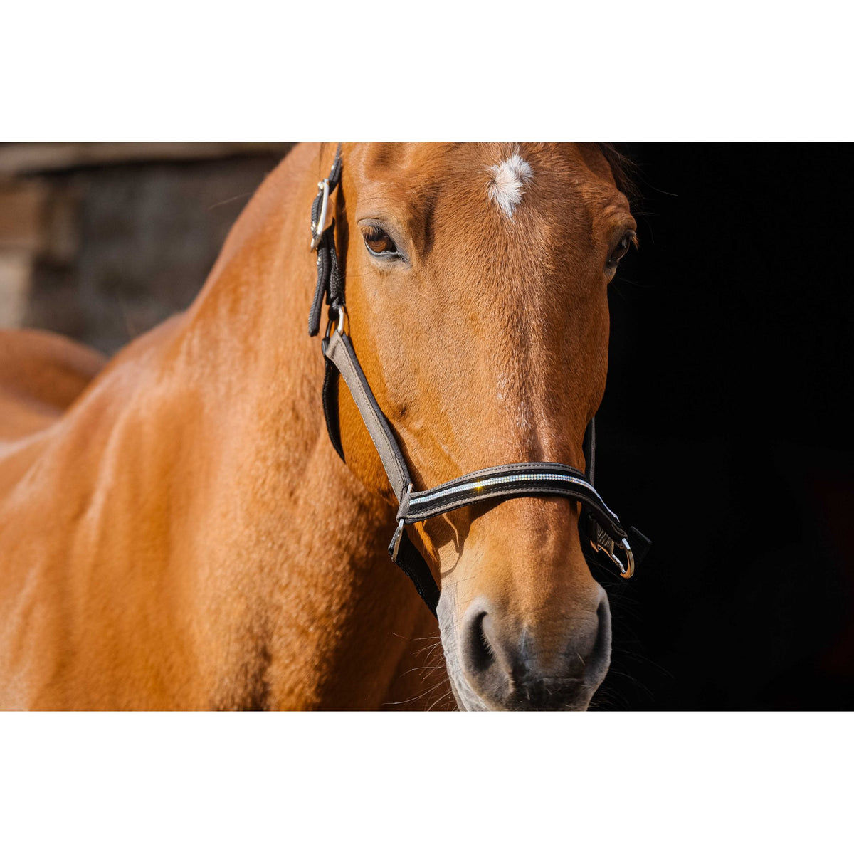 EQUITHÈME Domino Halter - Coppery - 510256005_ambi_3