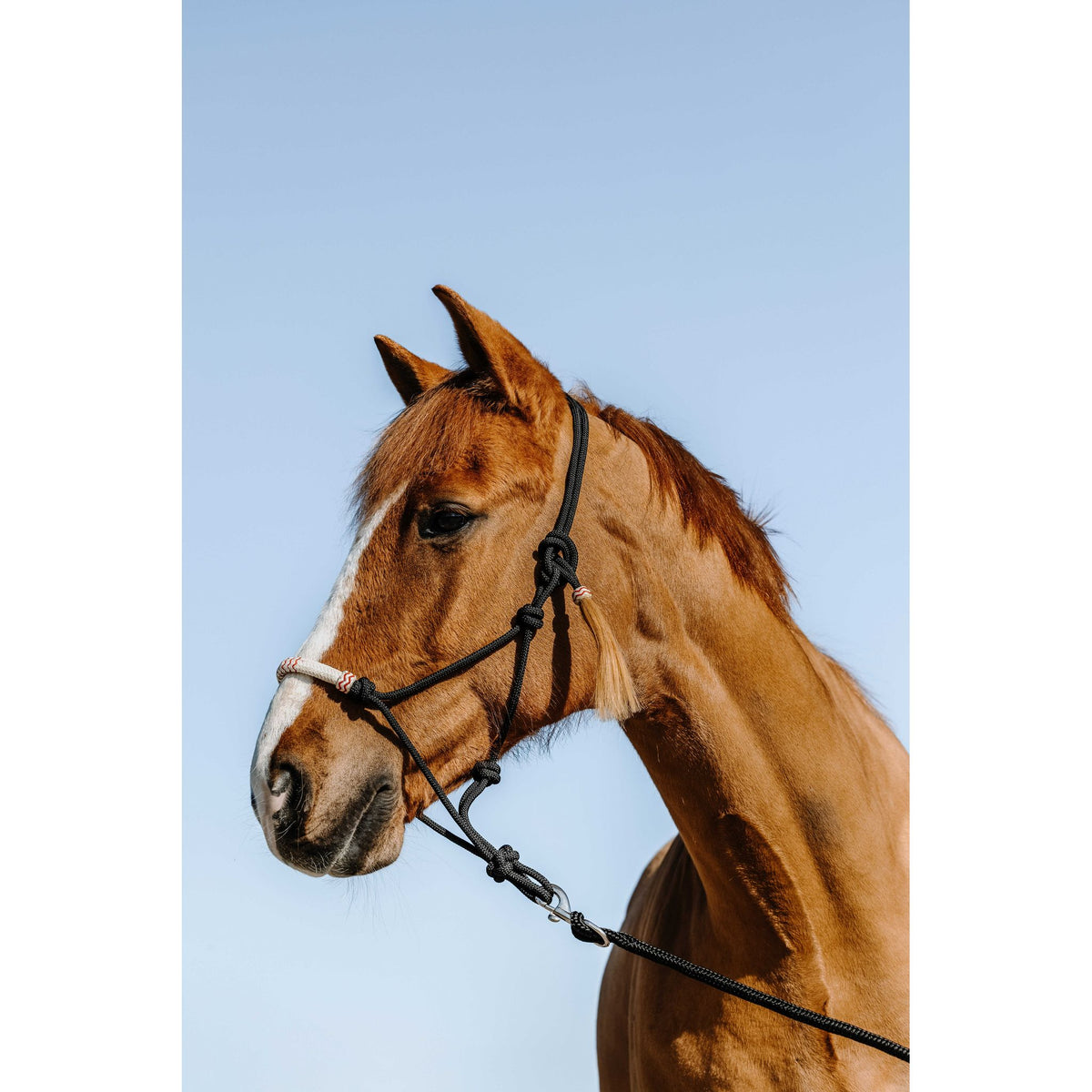 Westride Western Halter Ethological - Black - 510272302_ambi_1