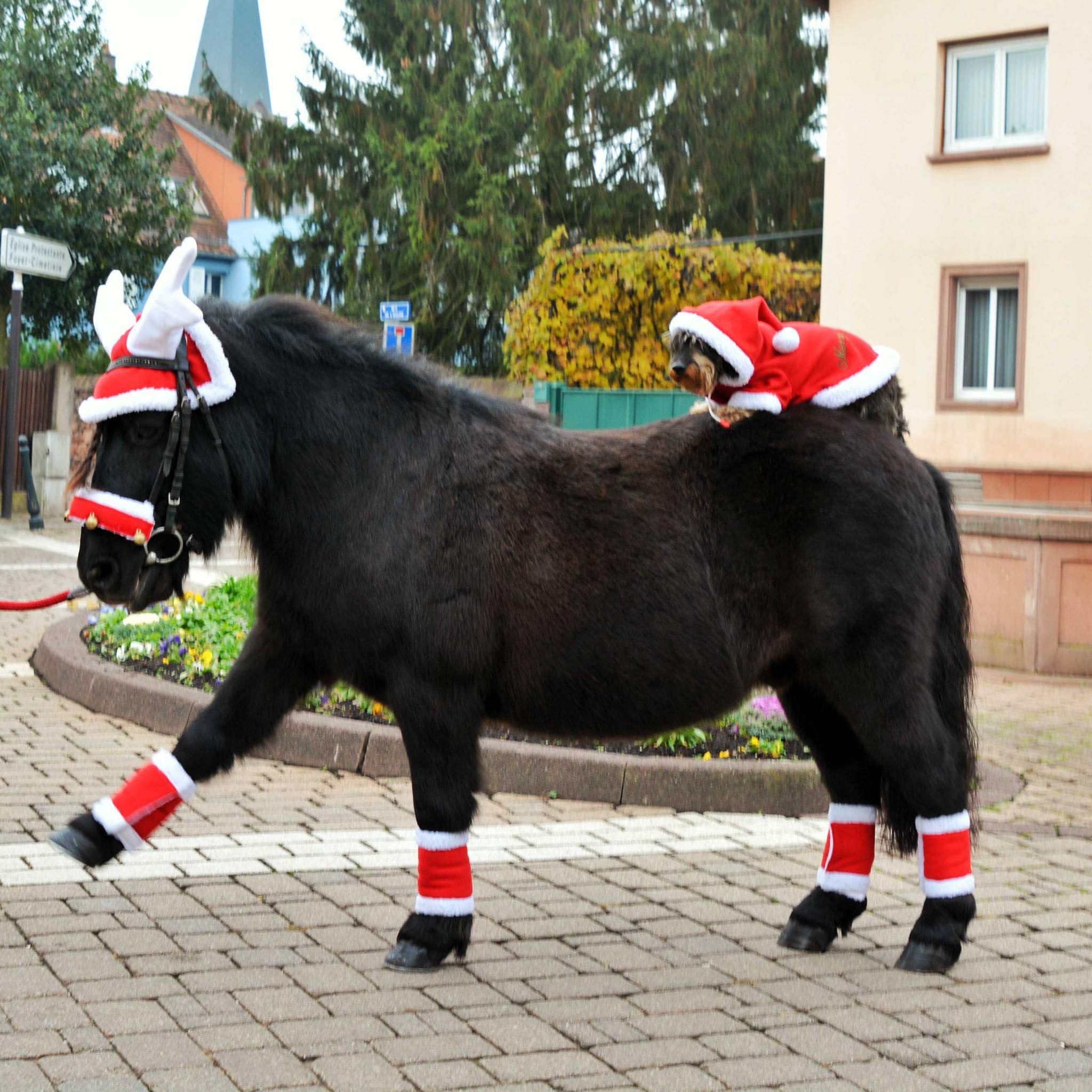 EQUITHÈME Christmas ear cap in reindeer’s antlers shape Red/white 900905003