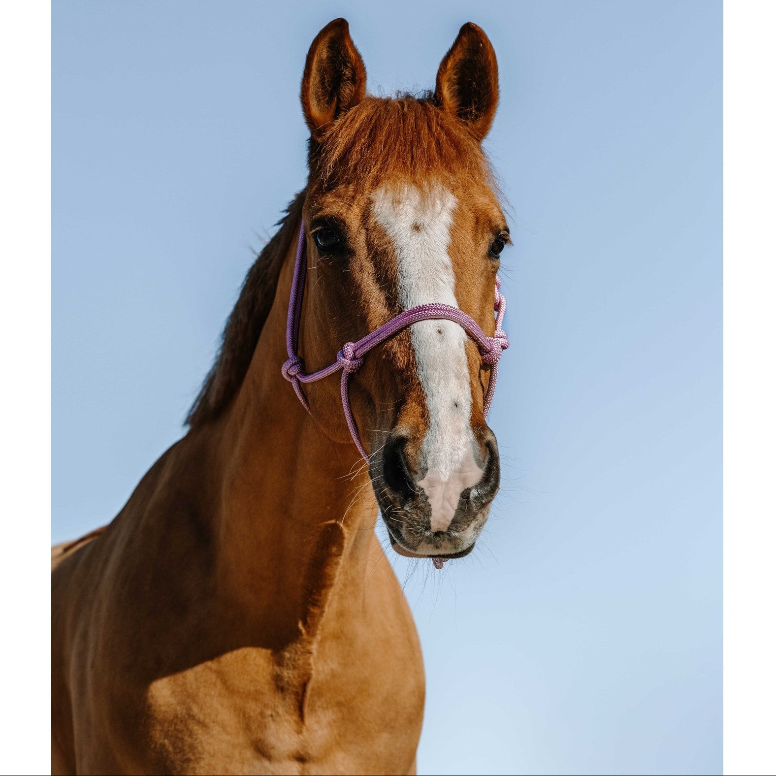 NORTON Glim Ethological Halter Pink/silver 510271131