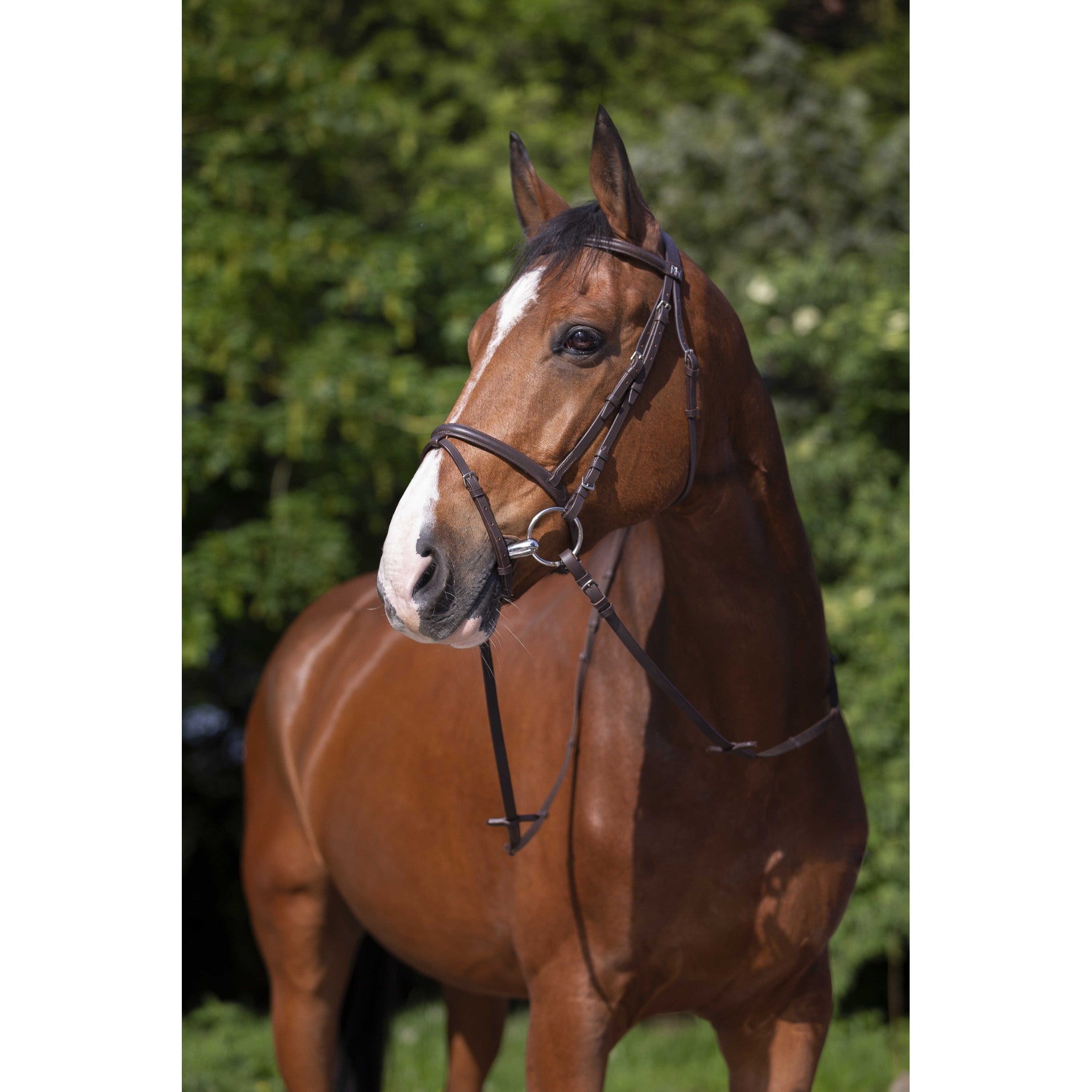 Bridle Riding World combined Havana 301004318