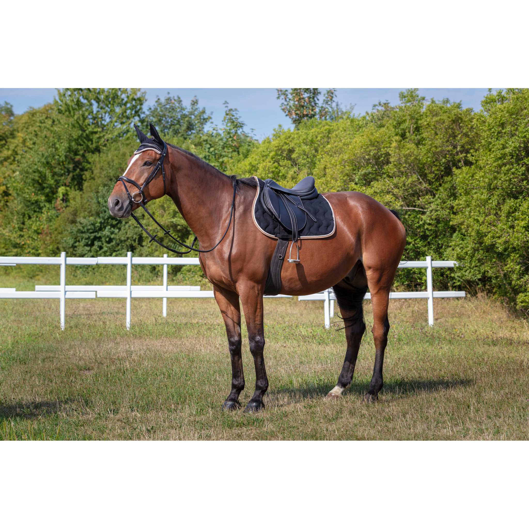 EQUITHÈME Polyfun Saddle pad - All purpose Black 204450002