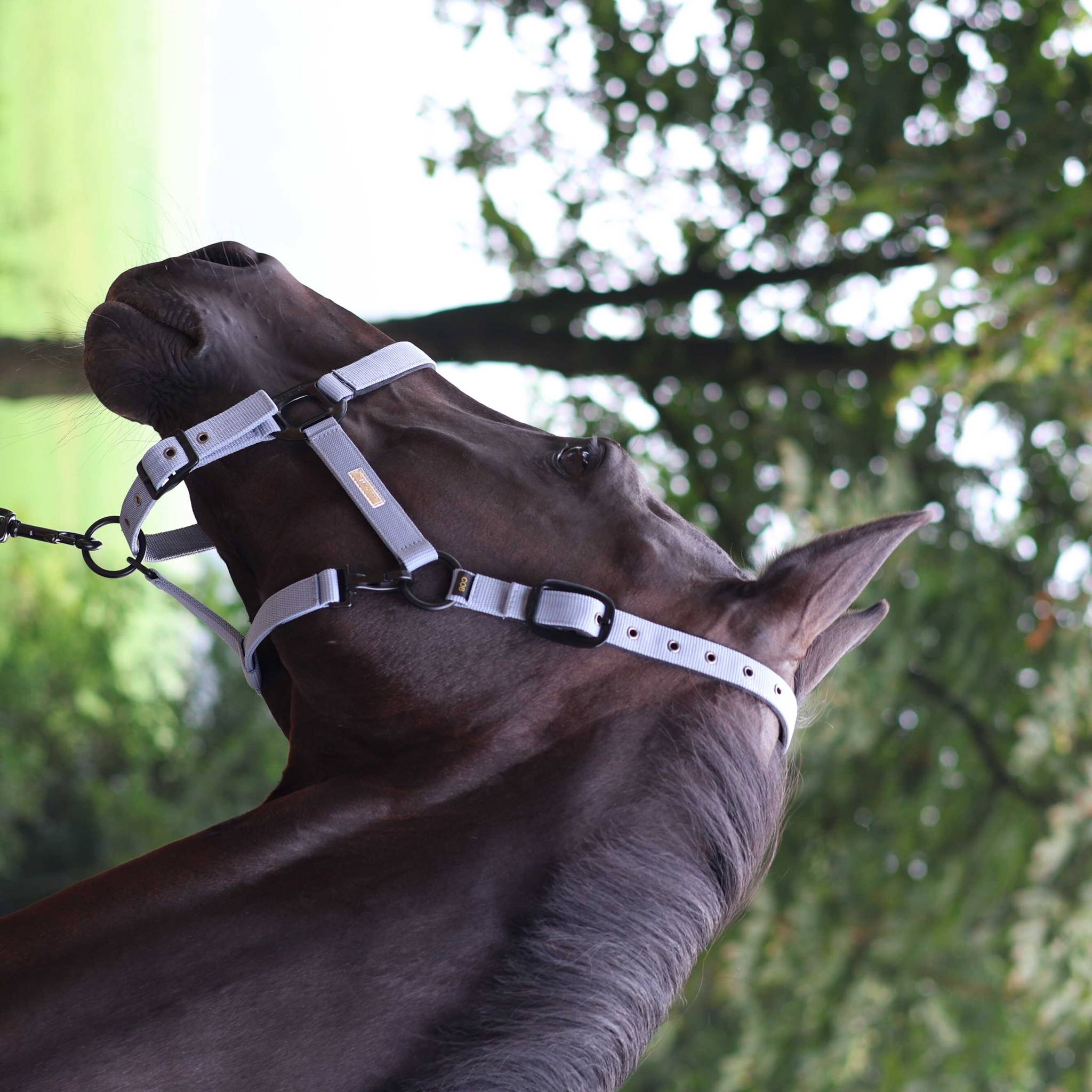 Lami-Cell Midnight Halter Purple