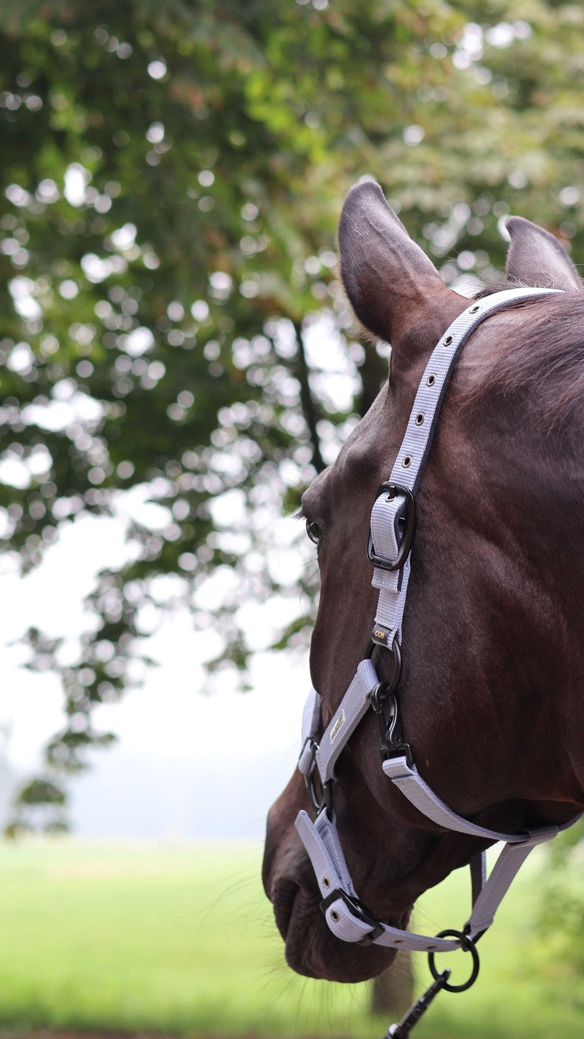 Lami-Cell Midnight Halter Purple