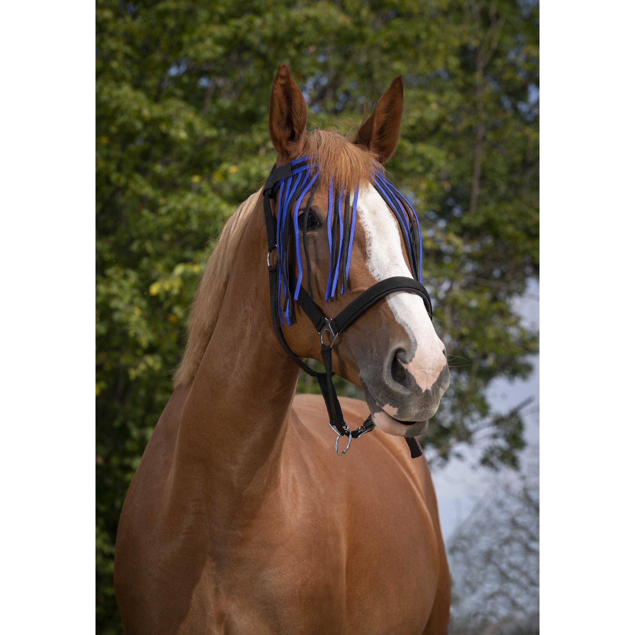 Norton bowband with fly fringes Royal blue/black 306730362