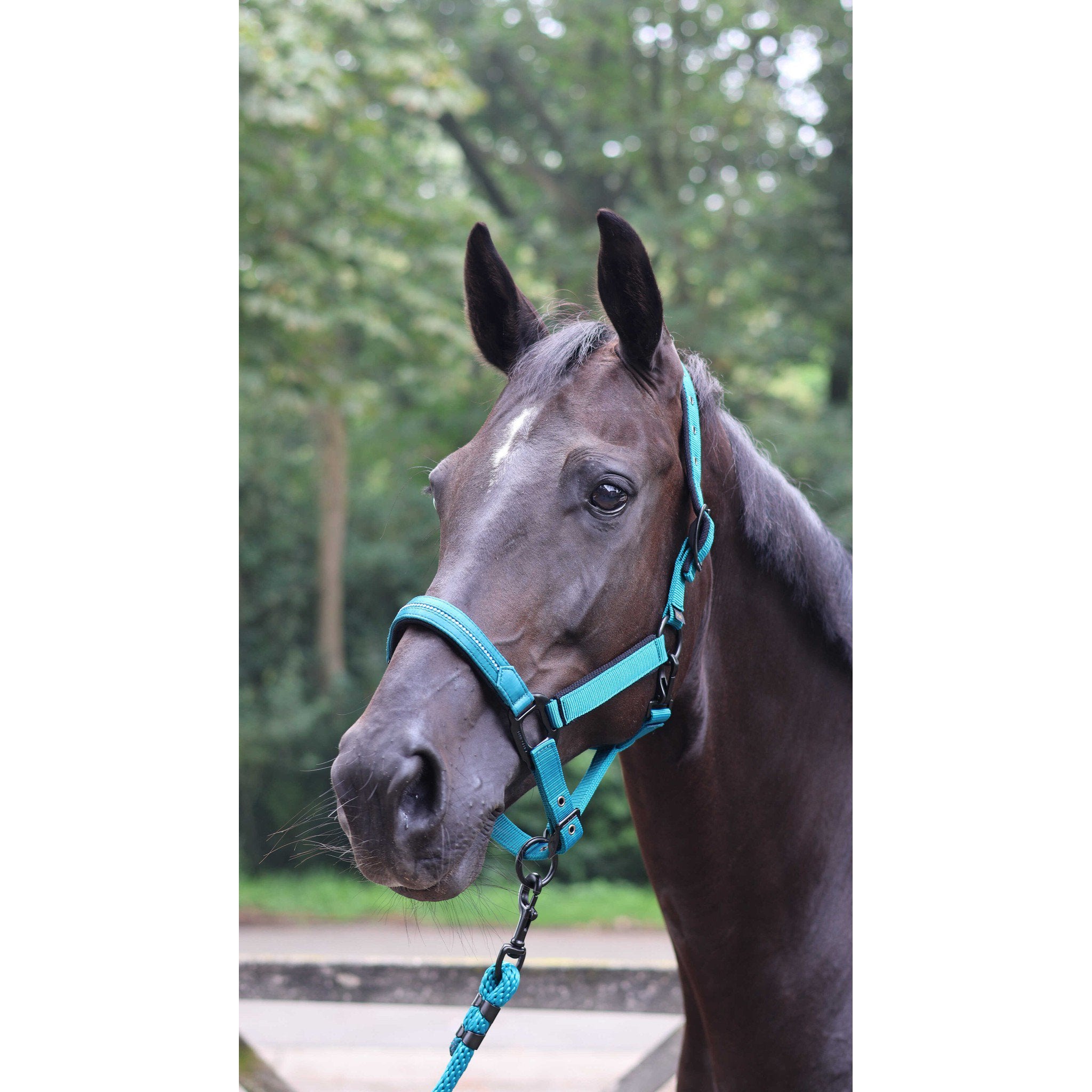 Lami-Cell Charming Lead rope Turquoise 555029017