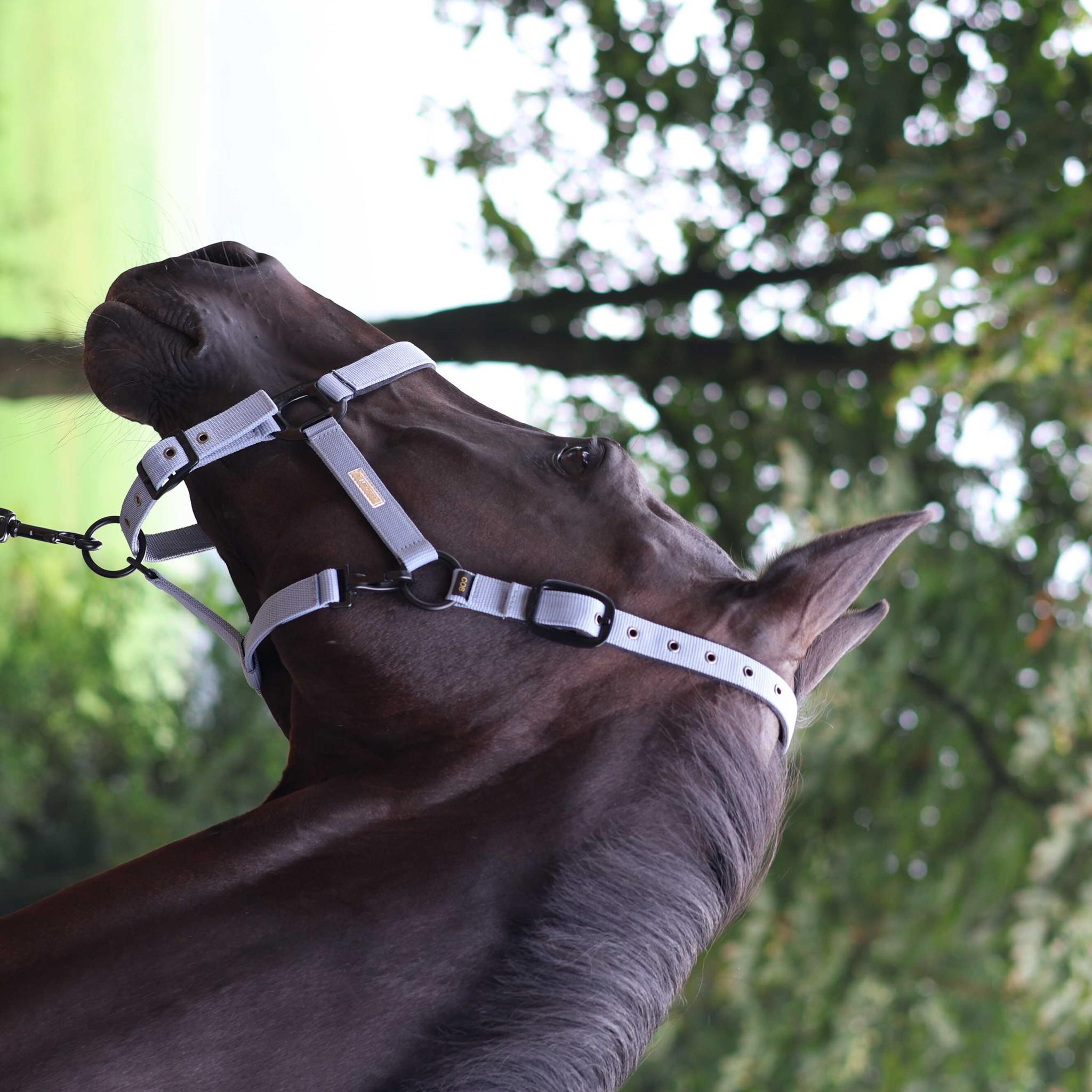 Lami-Cell Midnight Halter Purple 555027216