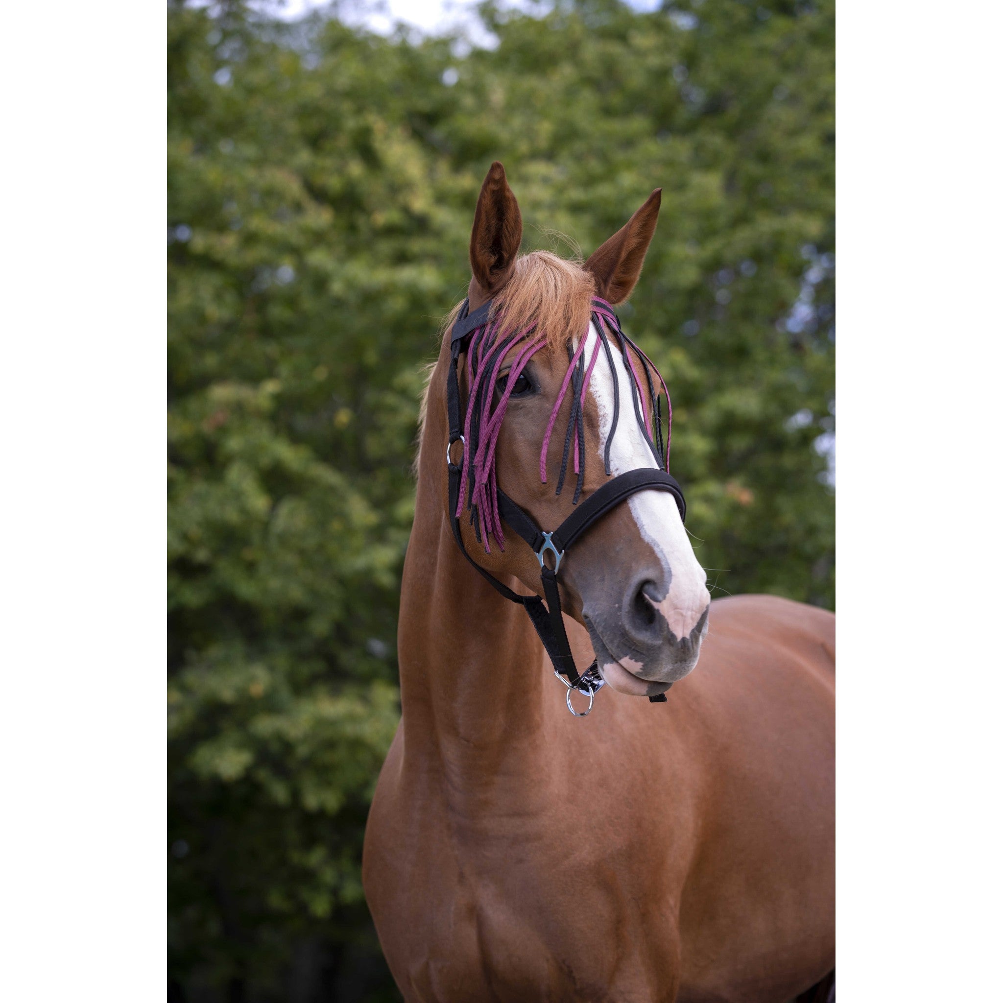 Norton bowband with fly fringes Burgundy/black 306730332