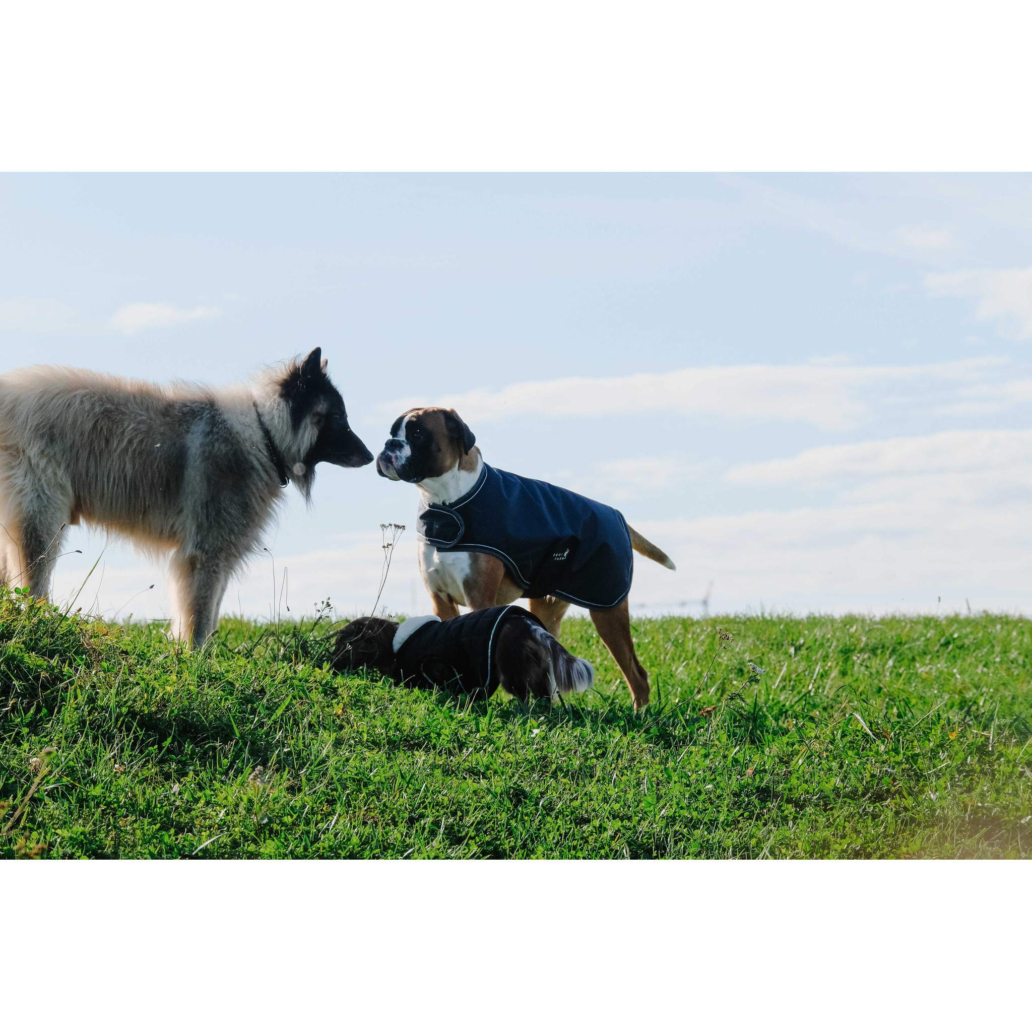 EQUITHÈME Tyrex 600D Dog Rug Blue/grey 409036260