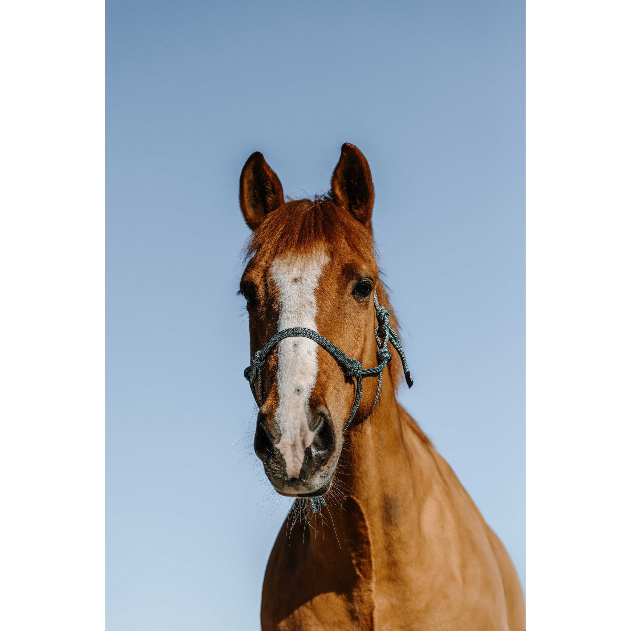 NORTON Glim Ethological Halter Dark green /silver 510271801