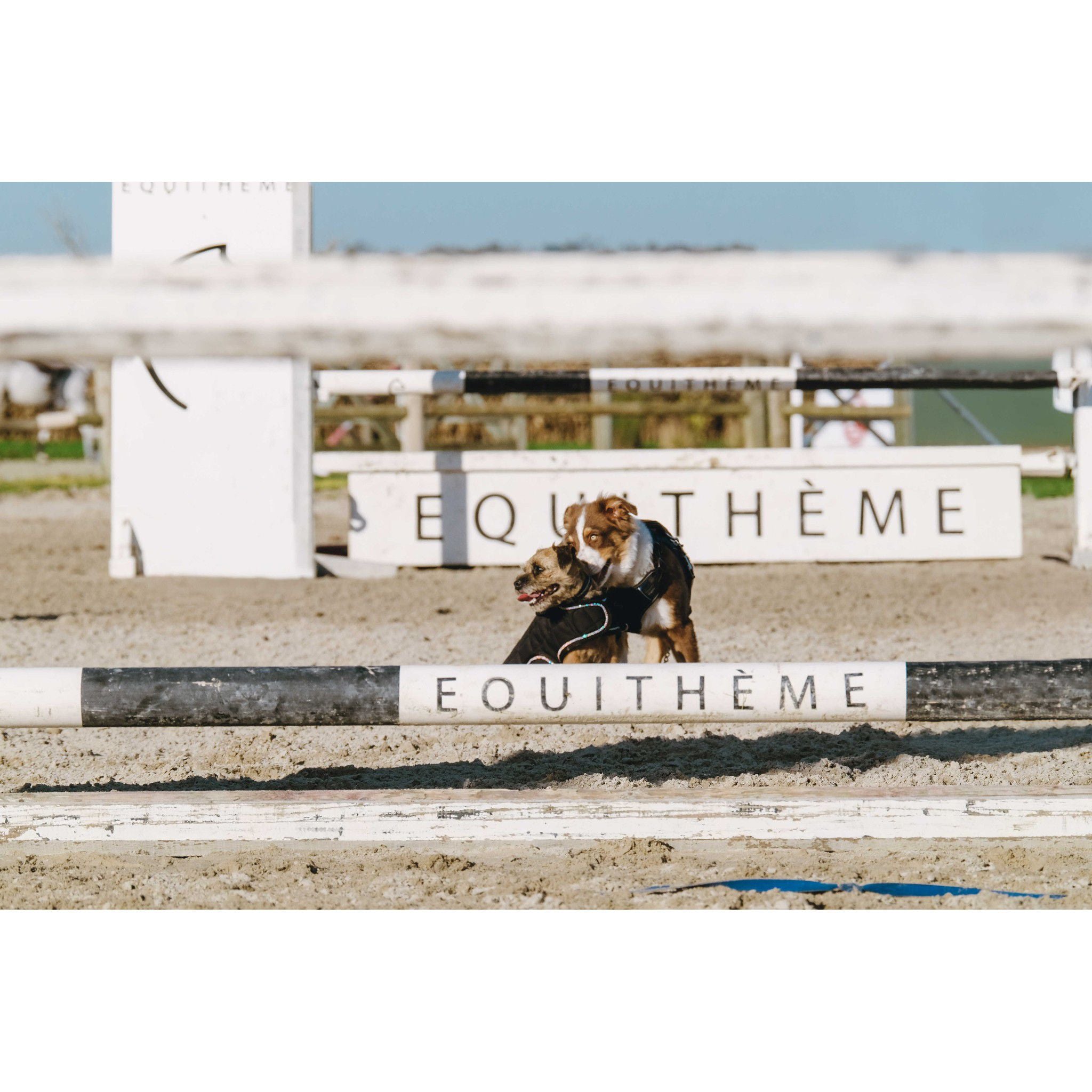 Je t'aime EQUITHÈME Velours dog rug Black 409037240