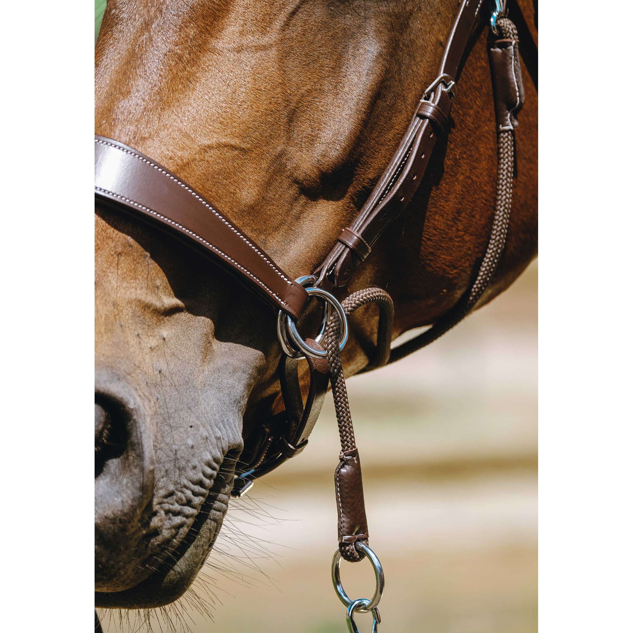 Norton Bitless Bridle Havana 301803318