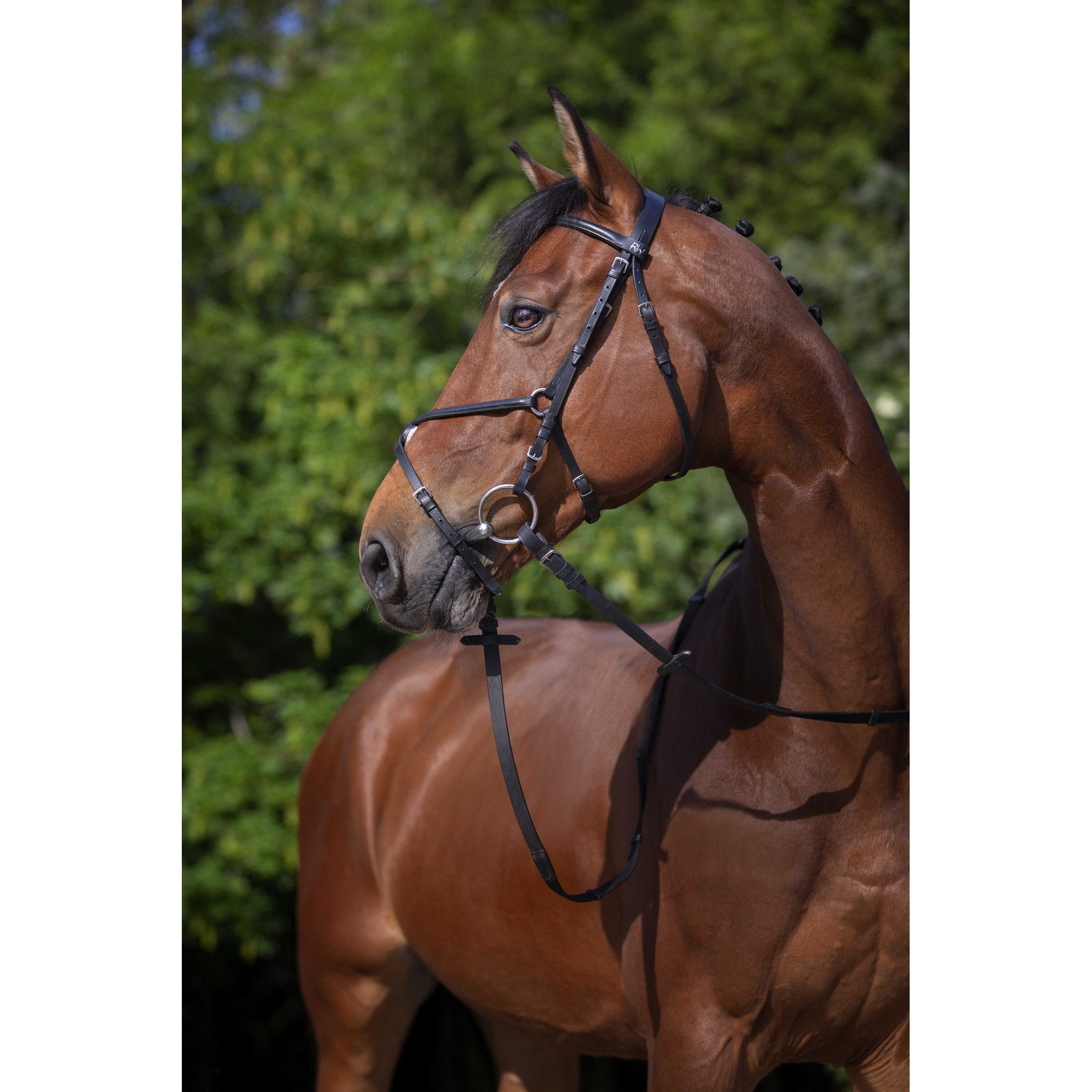 Riding World bridle flash noseband Black 301005302