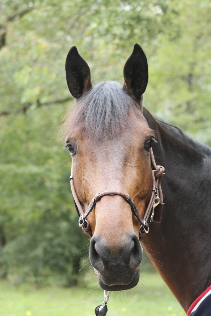 Pénélope Rope halter Havana