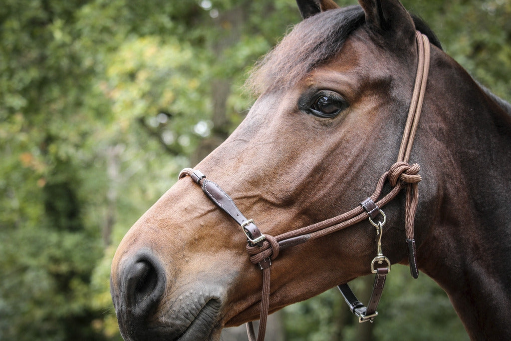 Pénélope Rope halter Havana