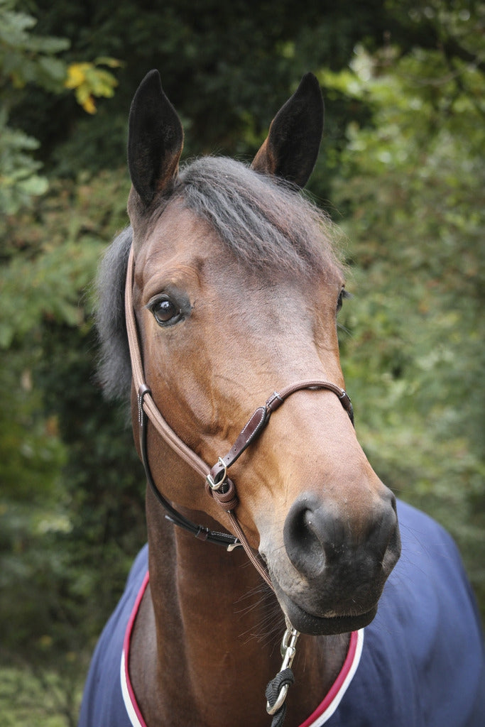 Pénélope Rope halter Havana